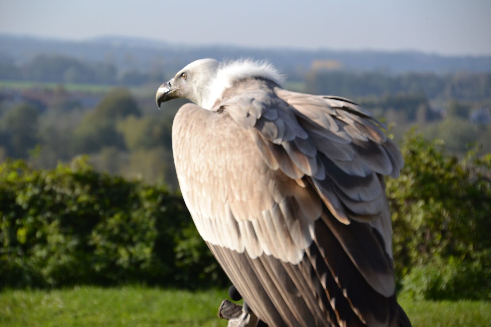 Nikon D3100 sample photo. Vulture, griffon vulture, bird photography