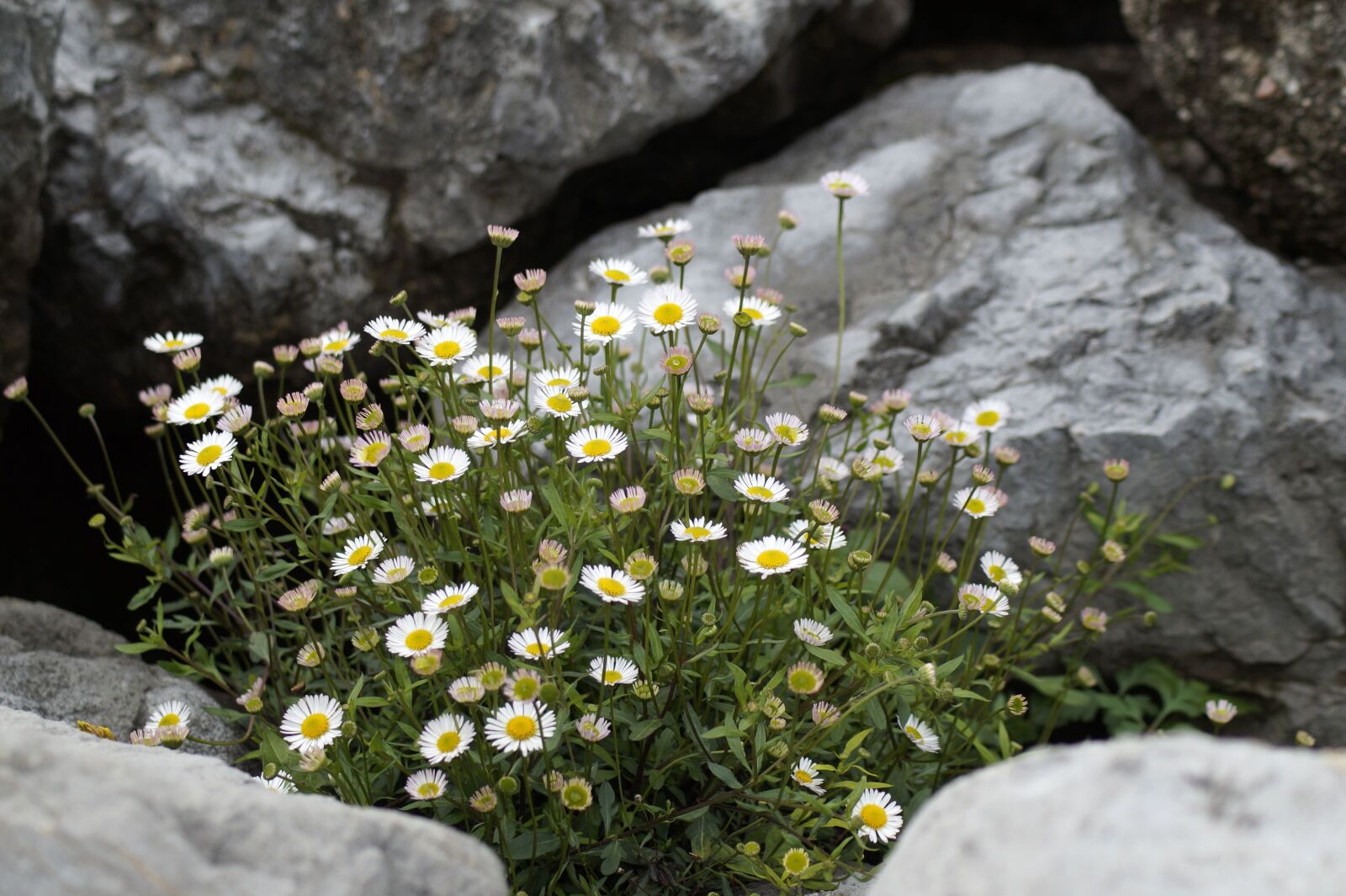 Sony SLT-A58 sample photo. Daisy, flowers, stones photography