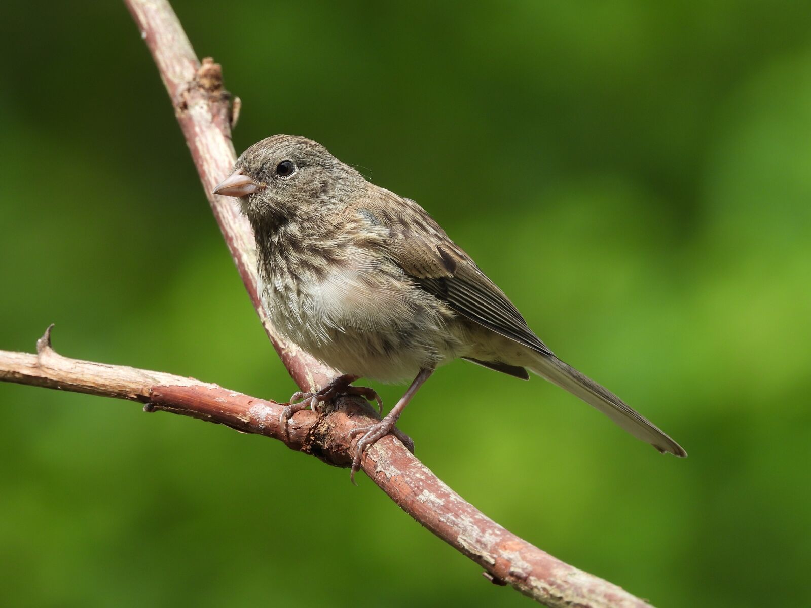 Nikon Coolpix P1000 sample photo. Sparrow, bird, wild photography