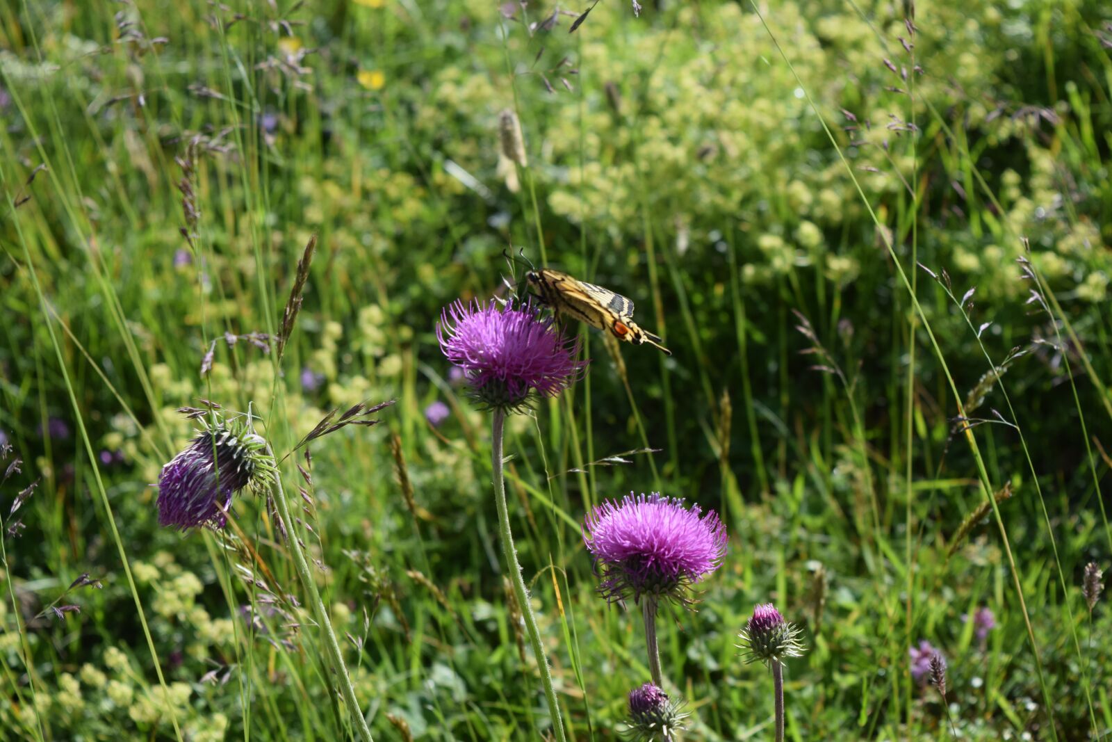 Nikon D3300 sample photo. Flower, butterfly, admiral photography