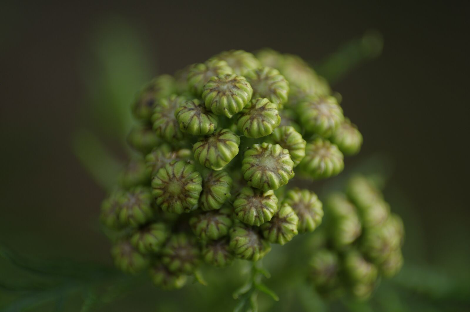 Pentax K-5 sample photo. Chervil wild, plant, chervil photography