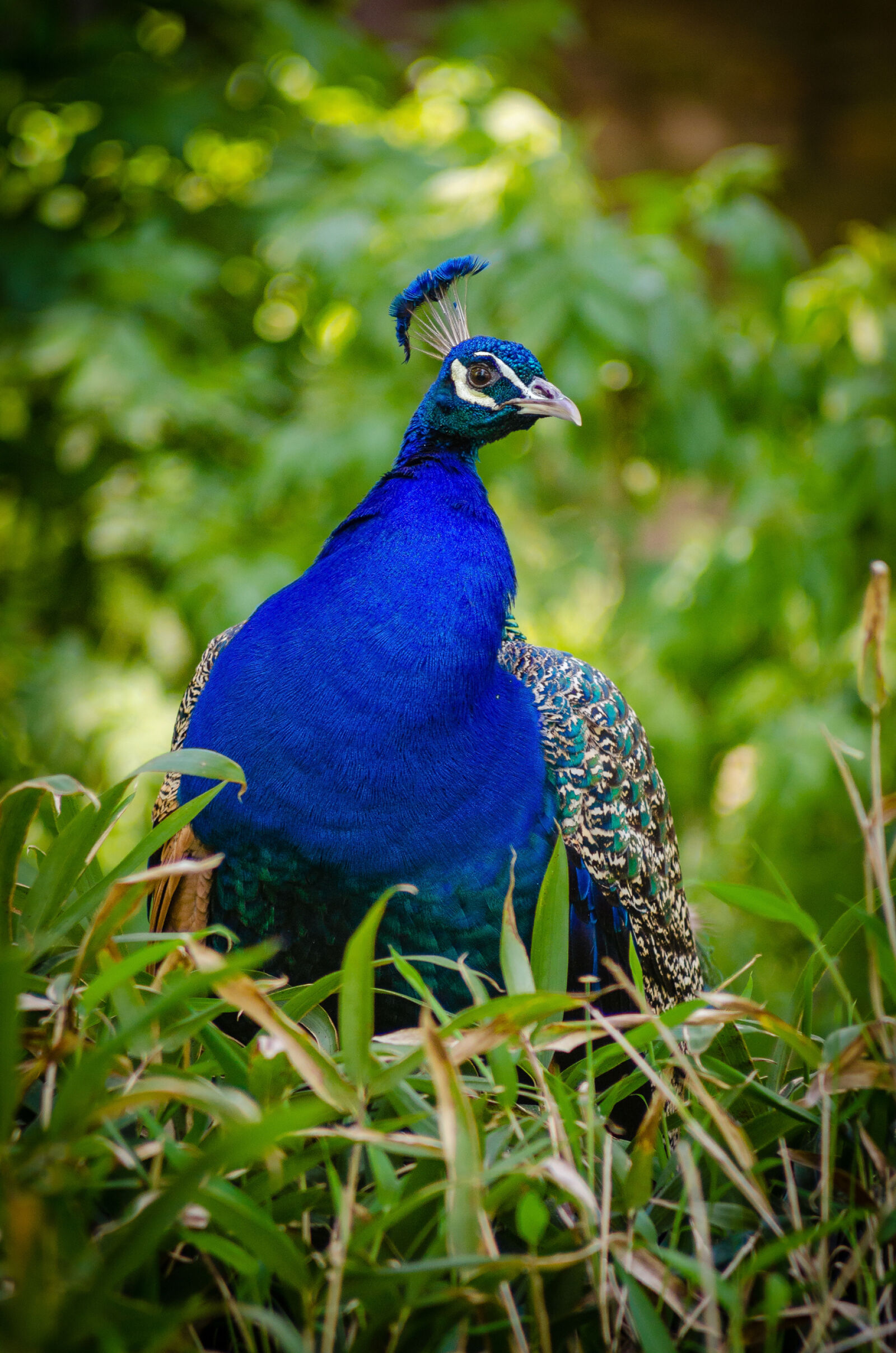 Nikon D7000 sample photo. Blue, peacock, on, green photography