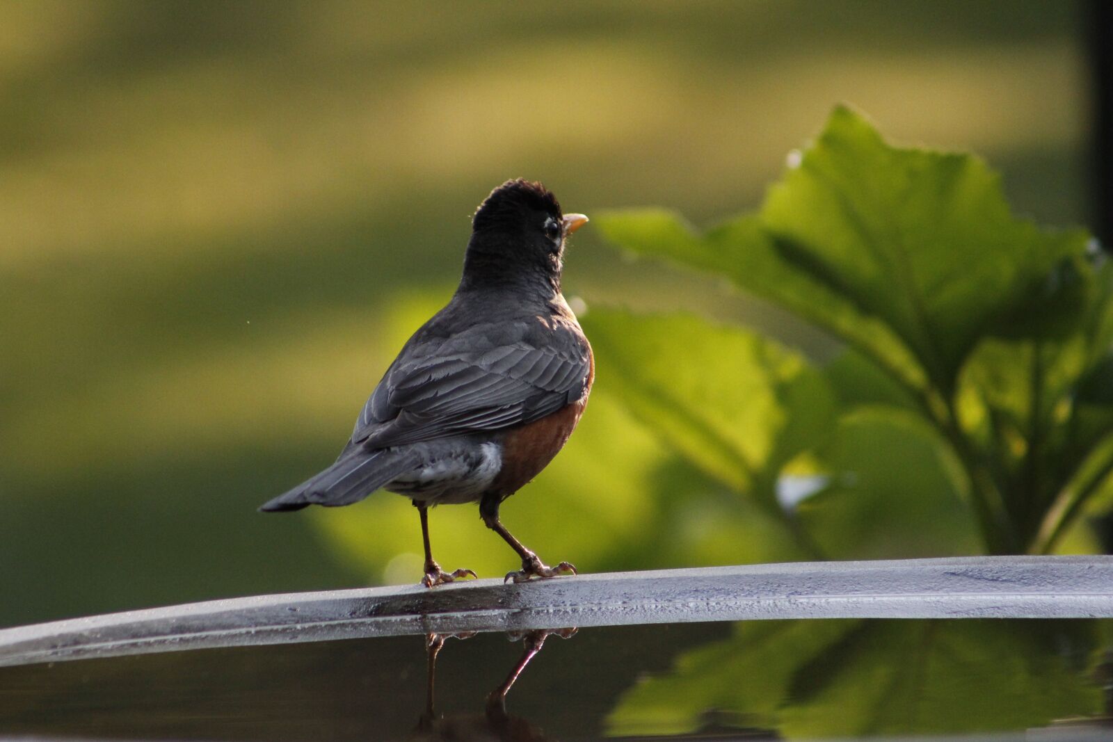 Canon EOS 550D (EOS Rebel T2i / EOS Kiss X4) sample photo. American robin, robin, bird photography