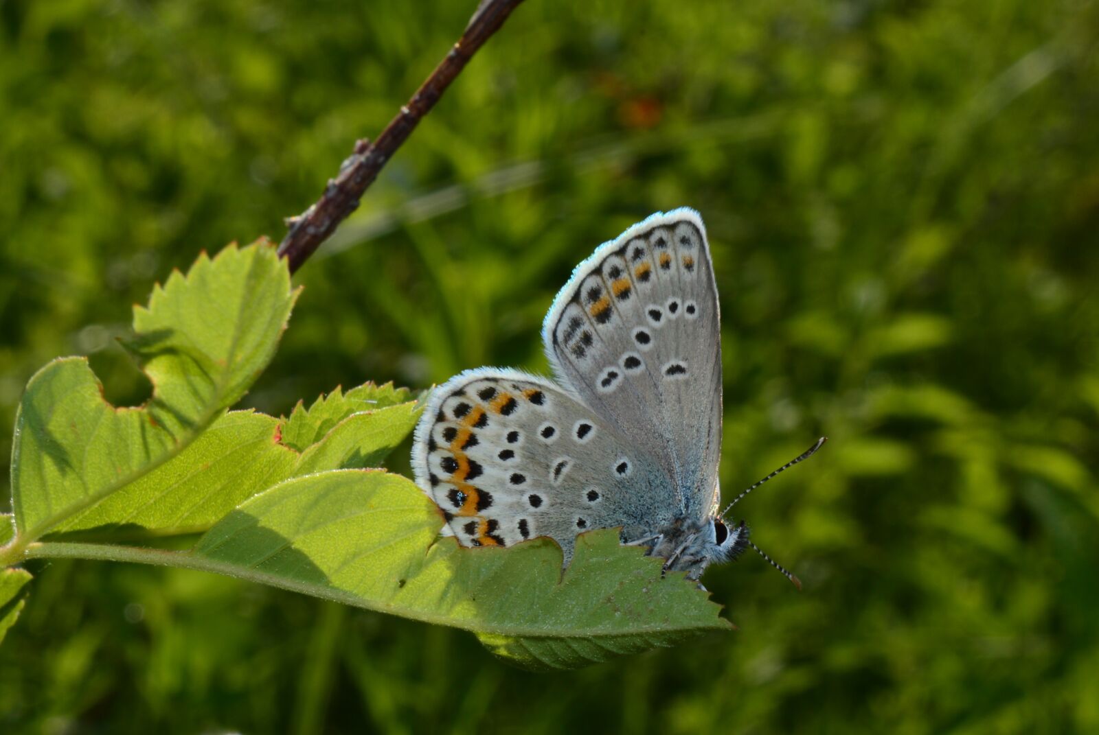 Nikon D3200 sample photo. Butterfly, blue, insect photography
