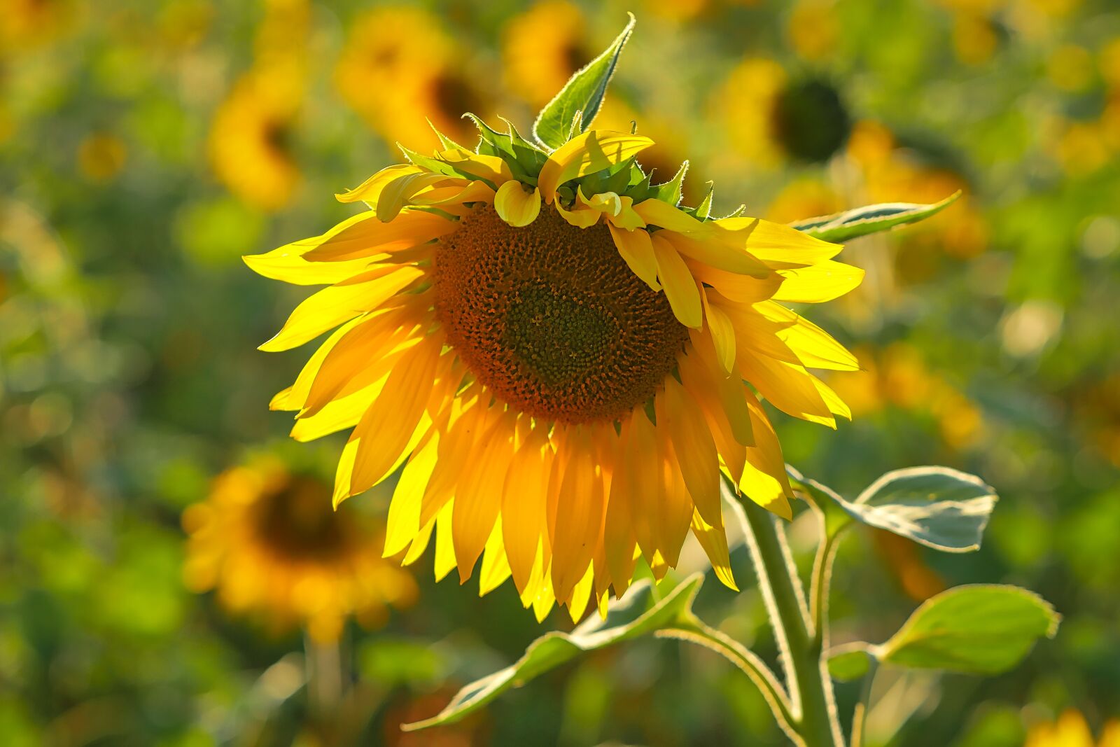 Panasonic Lumix DMC-GX8 sample photo. Sunflower, field, yellow photography