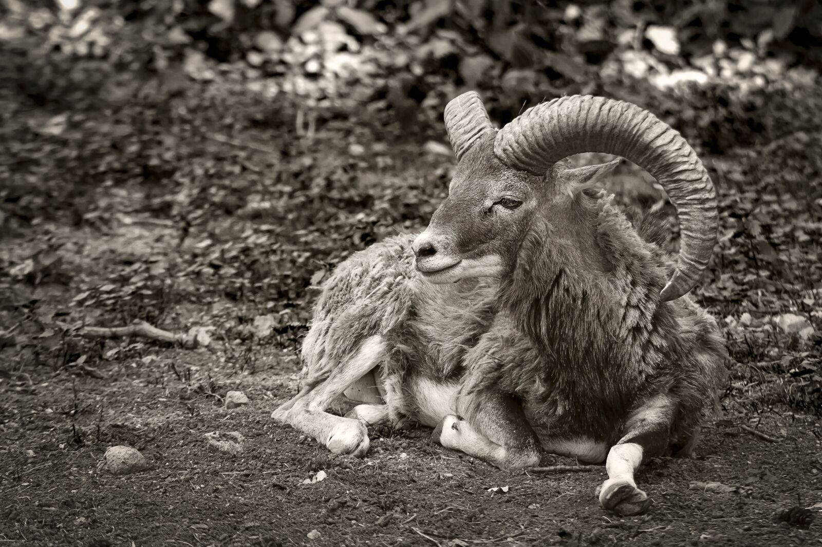 Canon EOS 7D sample photo. Goat, mammal, mammals photography