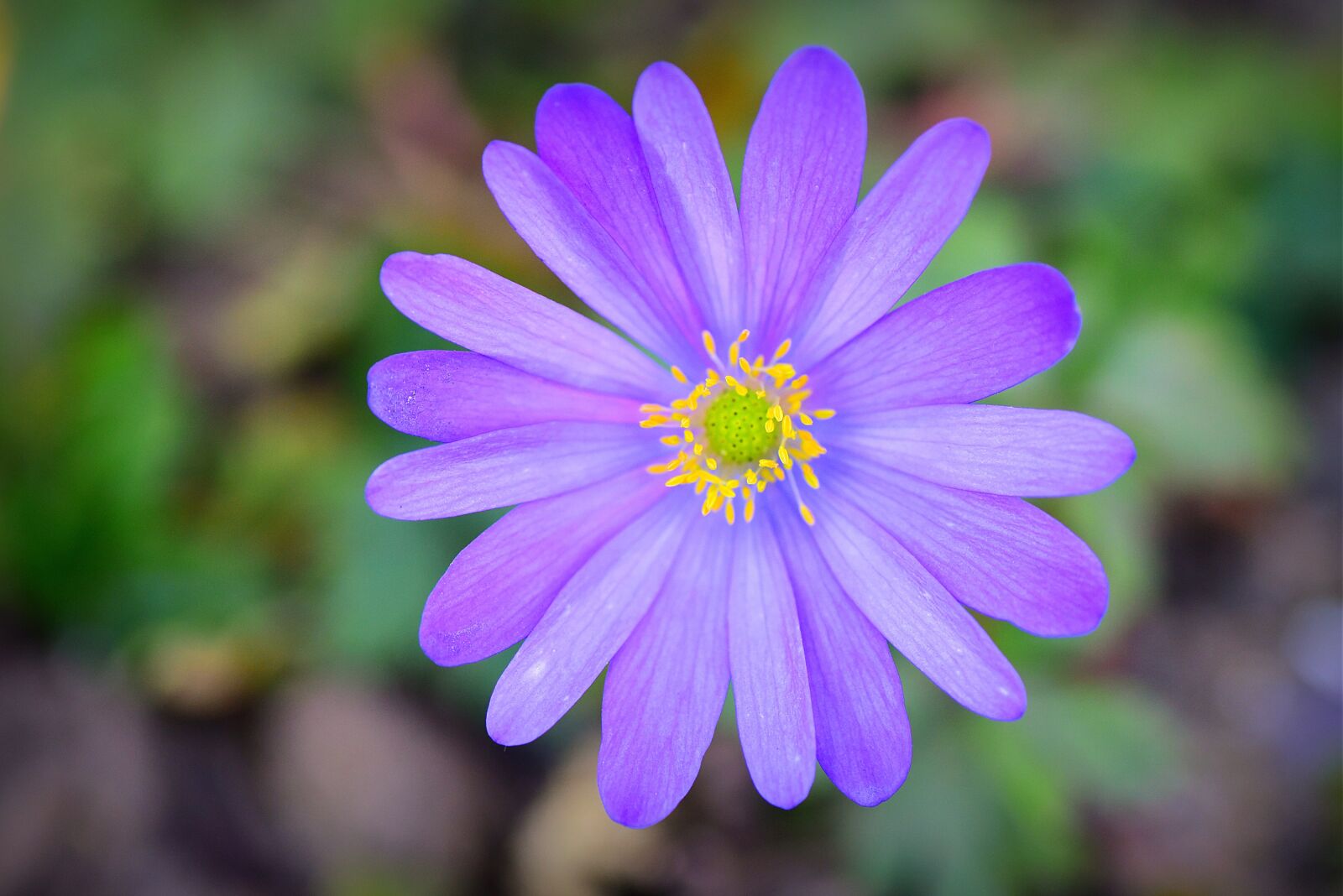 Nikon D750 sample photo. Wood anemone, flower, plant photography