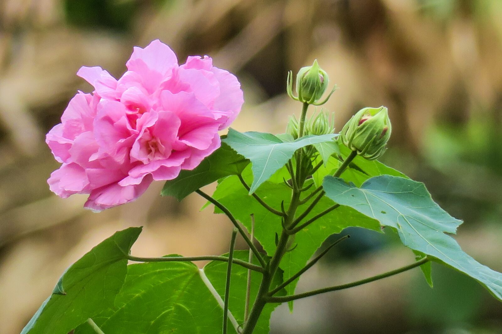 Canon PowerShot G3 X sample photo. Hong kong, 木芙蓉, plant photography