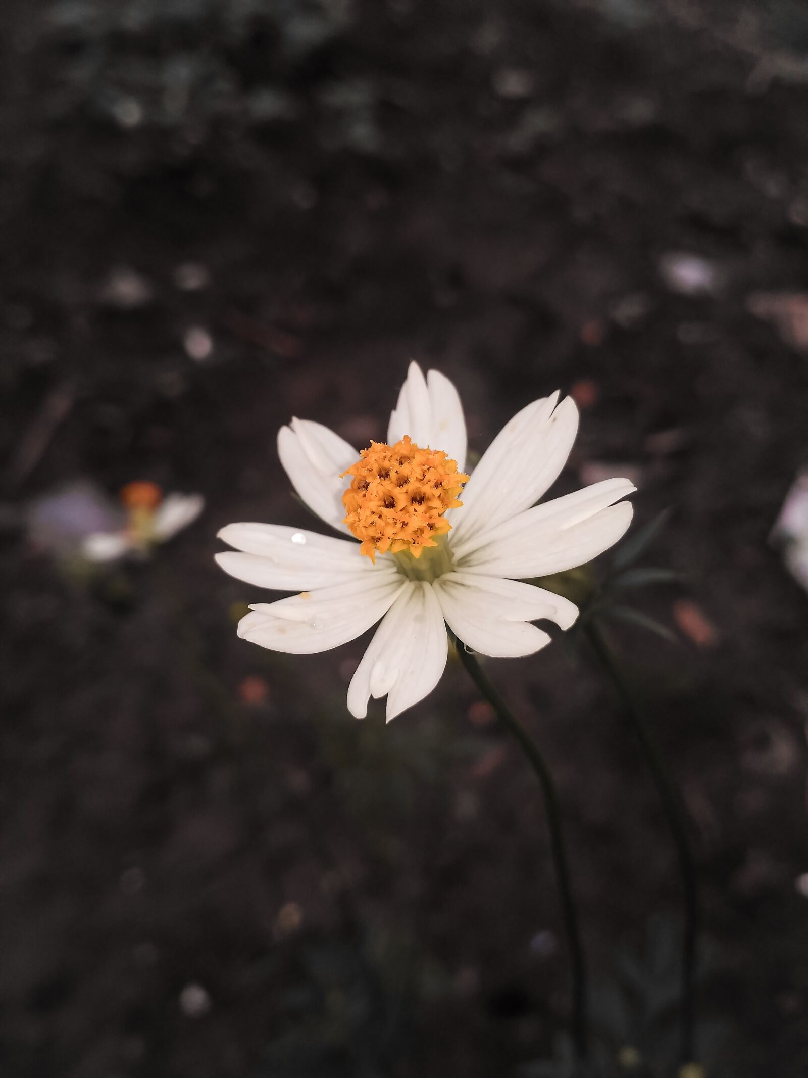 Xiaomi Redmi 3S sample photo. Flower, plant, beautiful photography