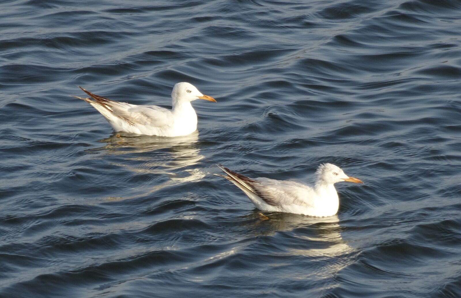 Sony Cyber-shot DSC-HX90V sample photo. Gull, bird, slender-billed gull photography