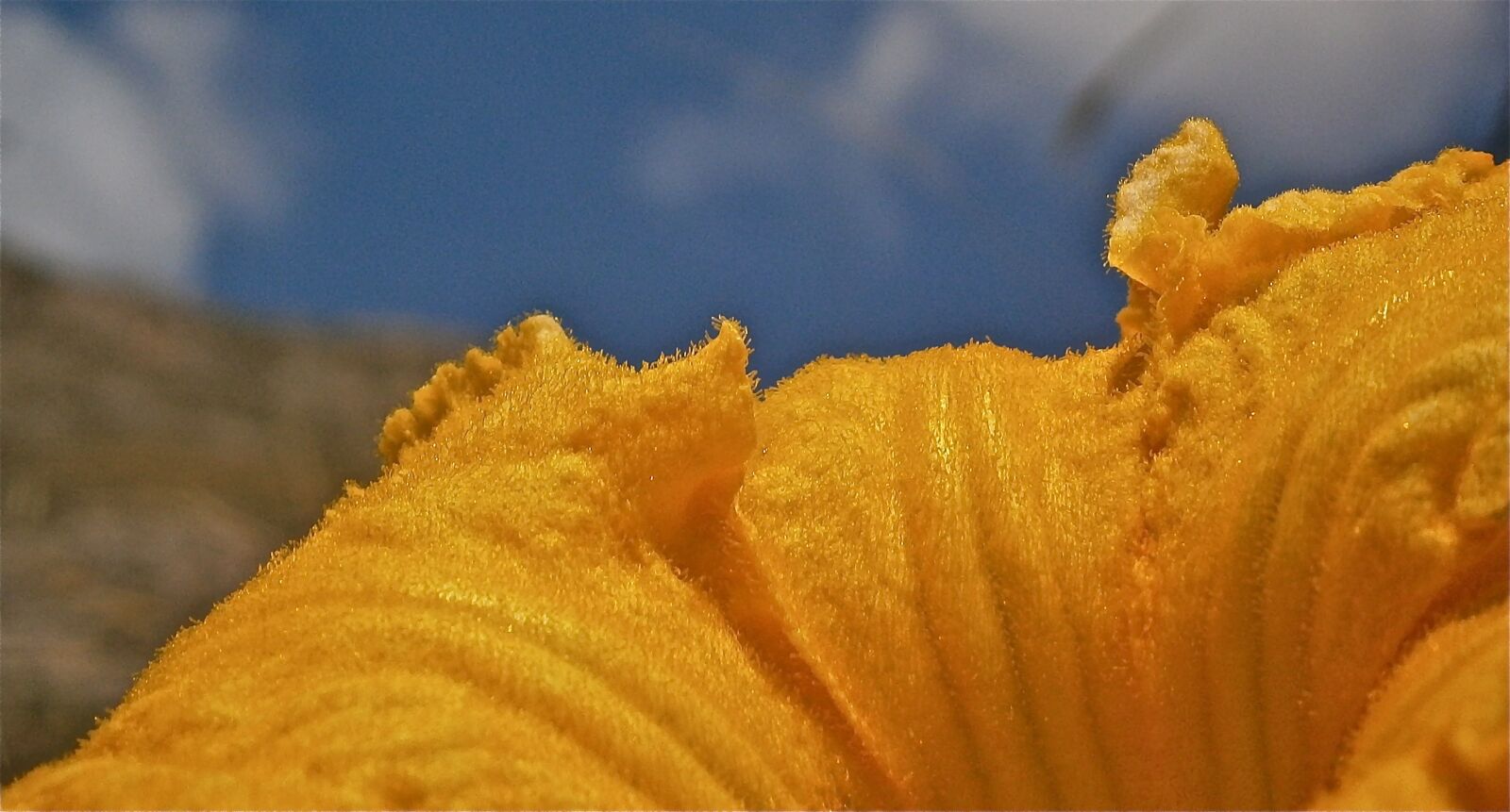 Olympus VG160,X990,D745 sample photo. Flower, pumpkin, nature photography