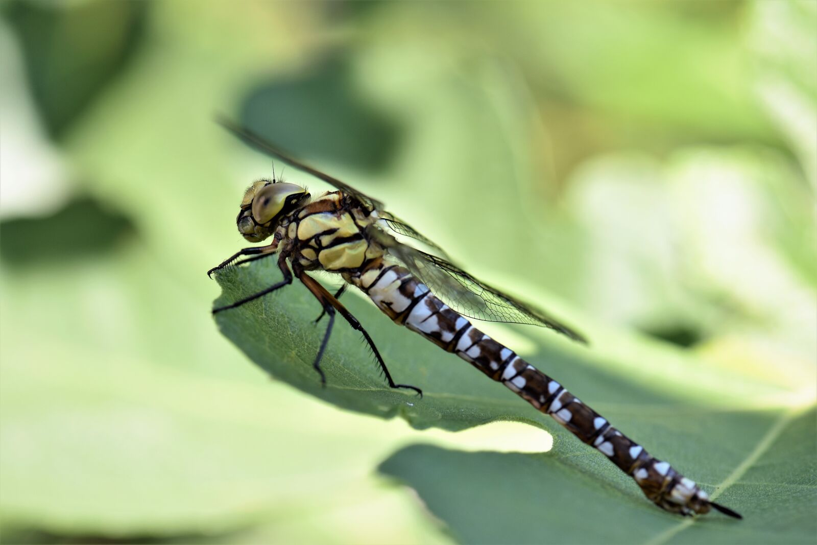 Nikon D5500 sample photo. Dragonfly, animal, insect photography
