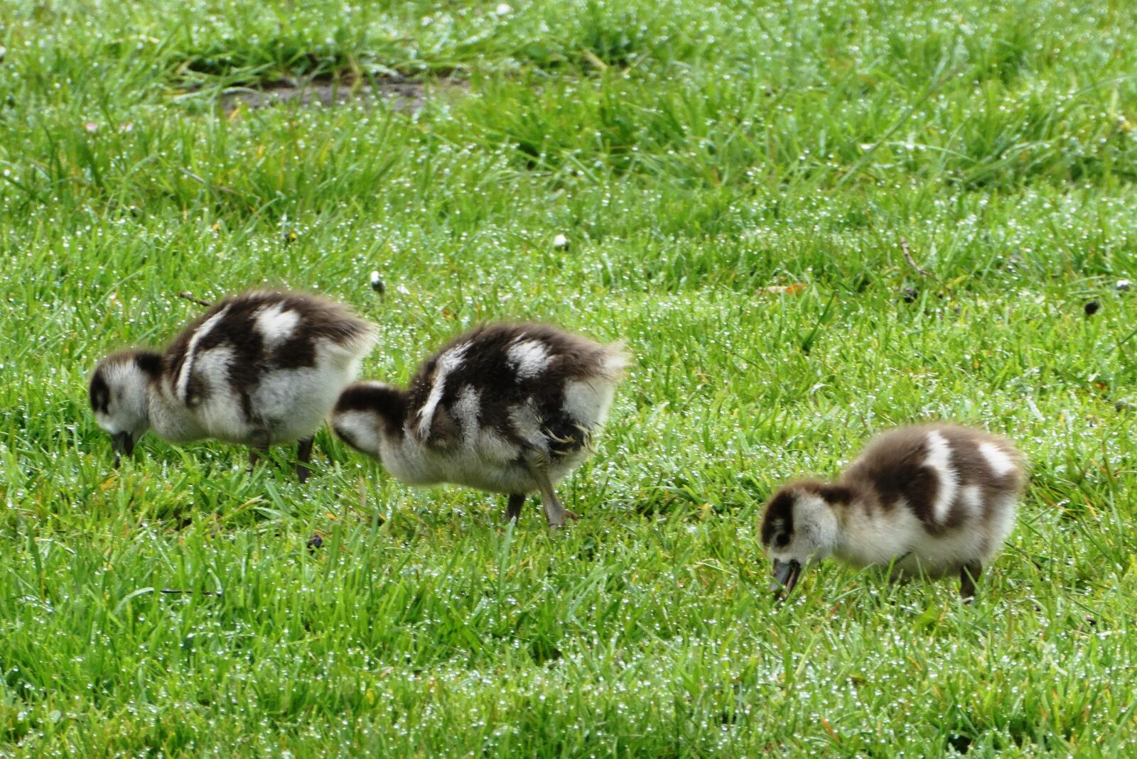 Panasonic Lumix DC-ZS70 (Lumix DC-TZ90) sample photo. Egyptian, young geese, spring photography