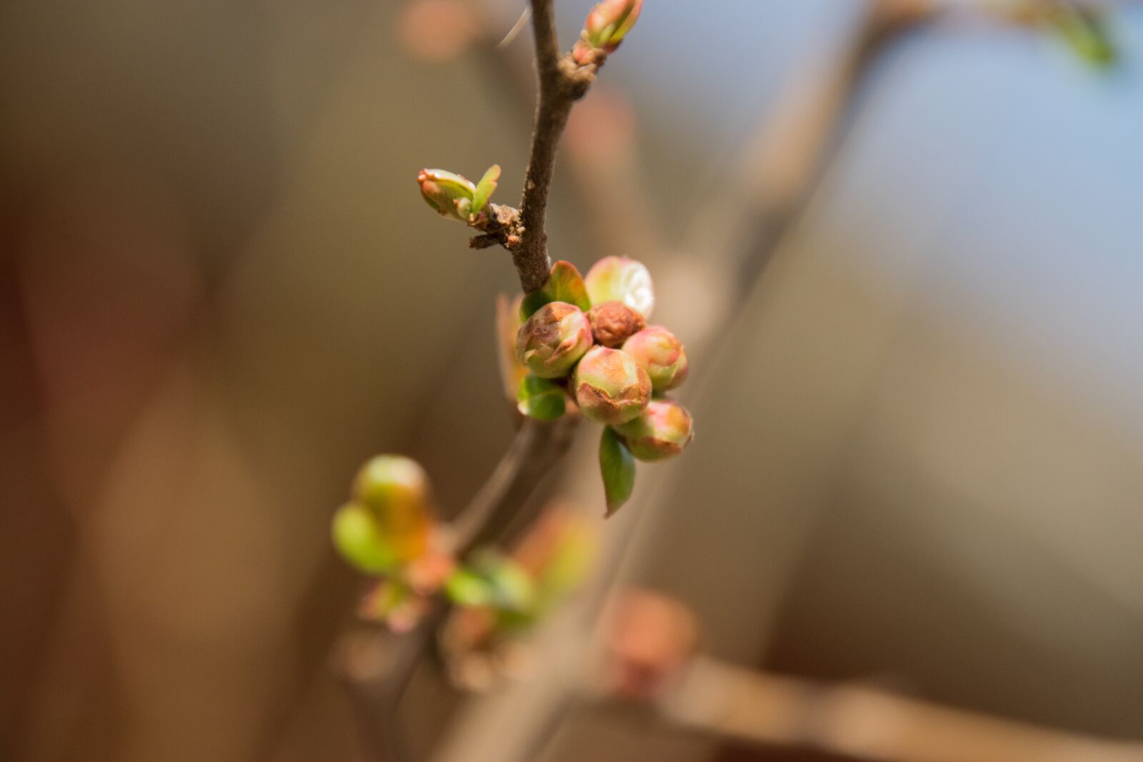 Nikon D3300 sample photo. Nature, leaf, plant photography