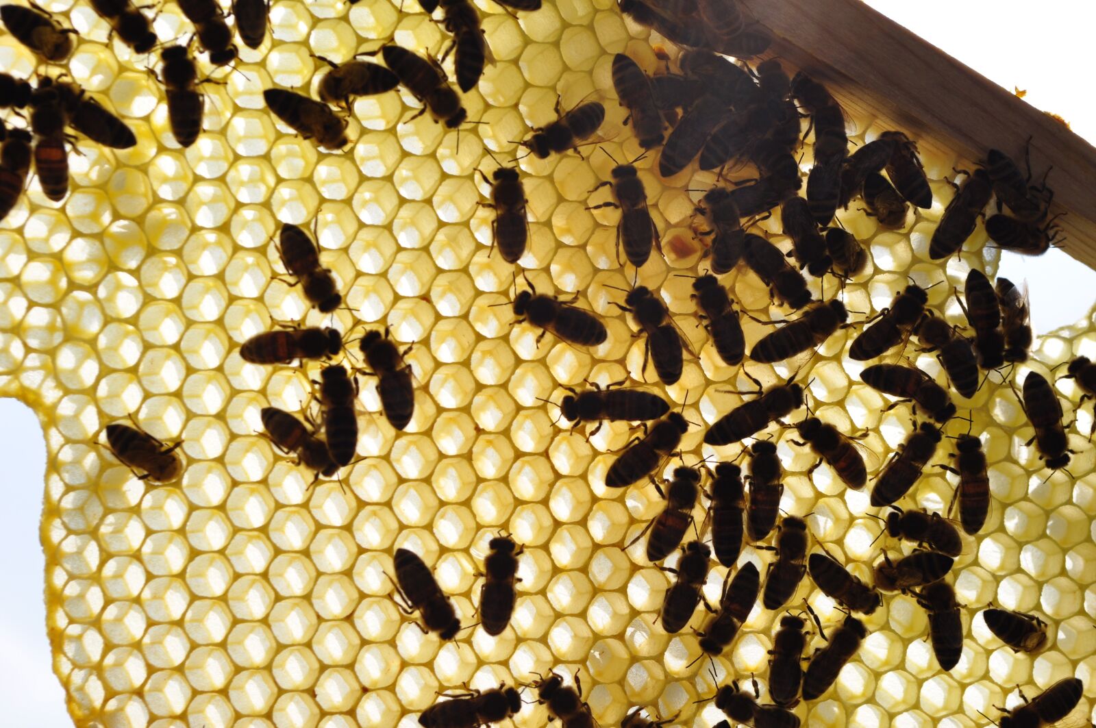 Nikon D90 sample photo. Bees, honeycomb, honey photography