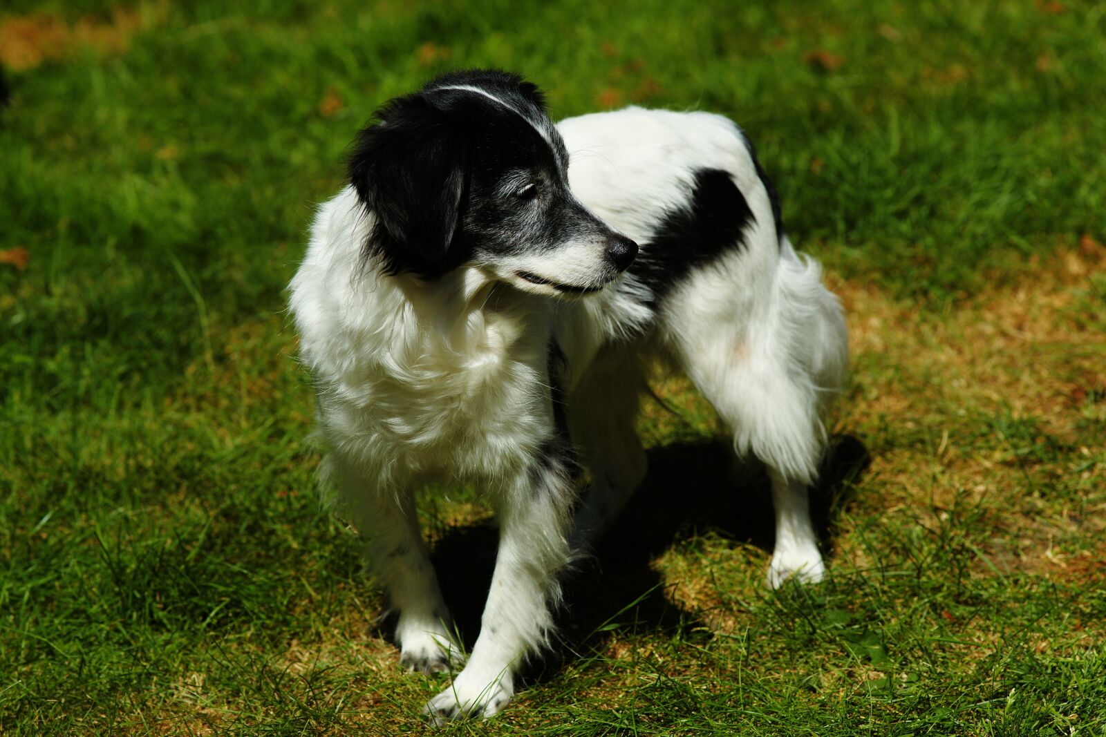 Sony Alpha DSLR-A900 sample photo. Dog, male, black and photography