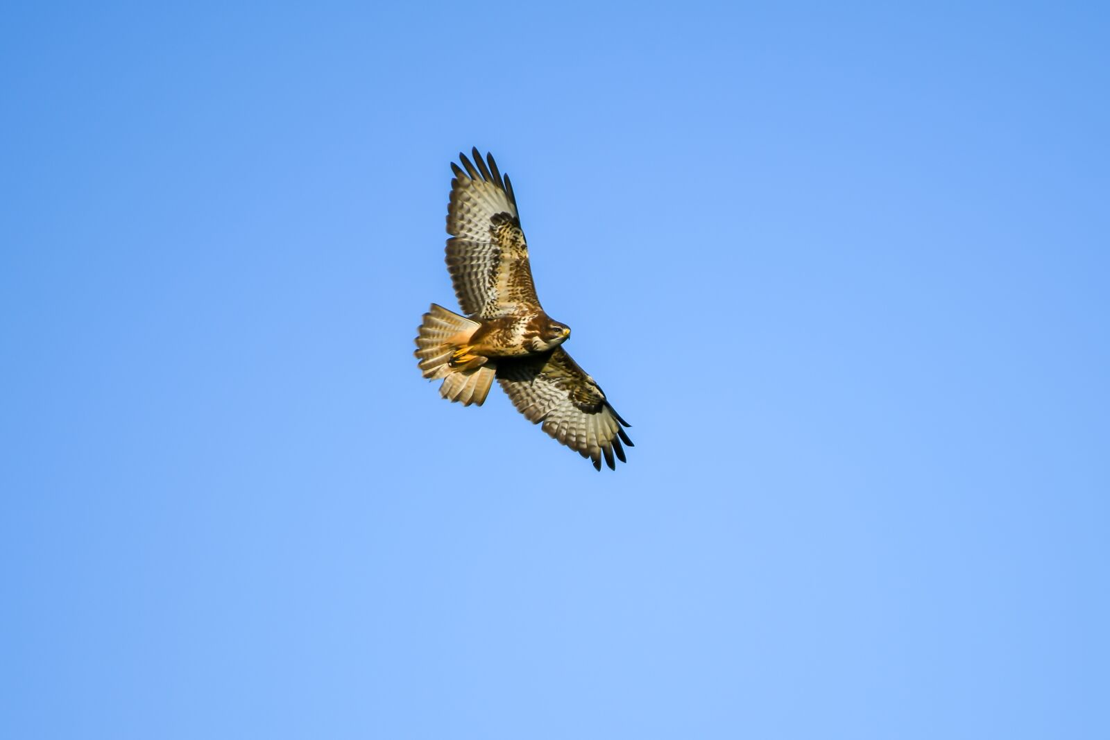 Nikon D500 sample photo. Common buzzard, bird, beak photography