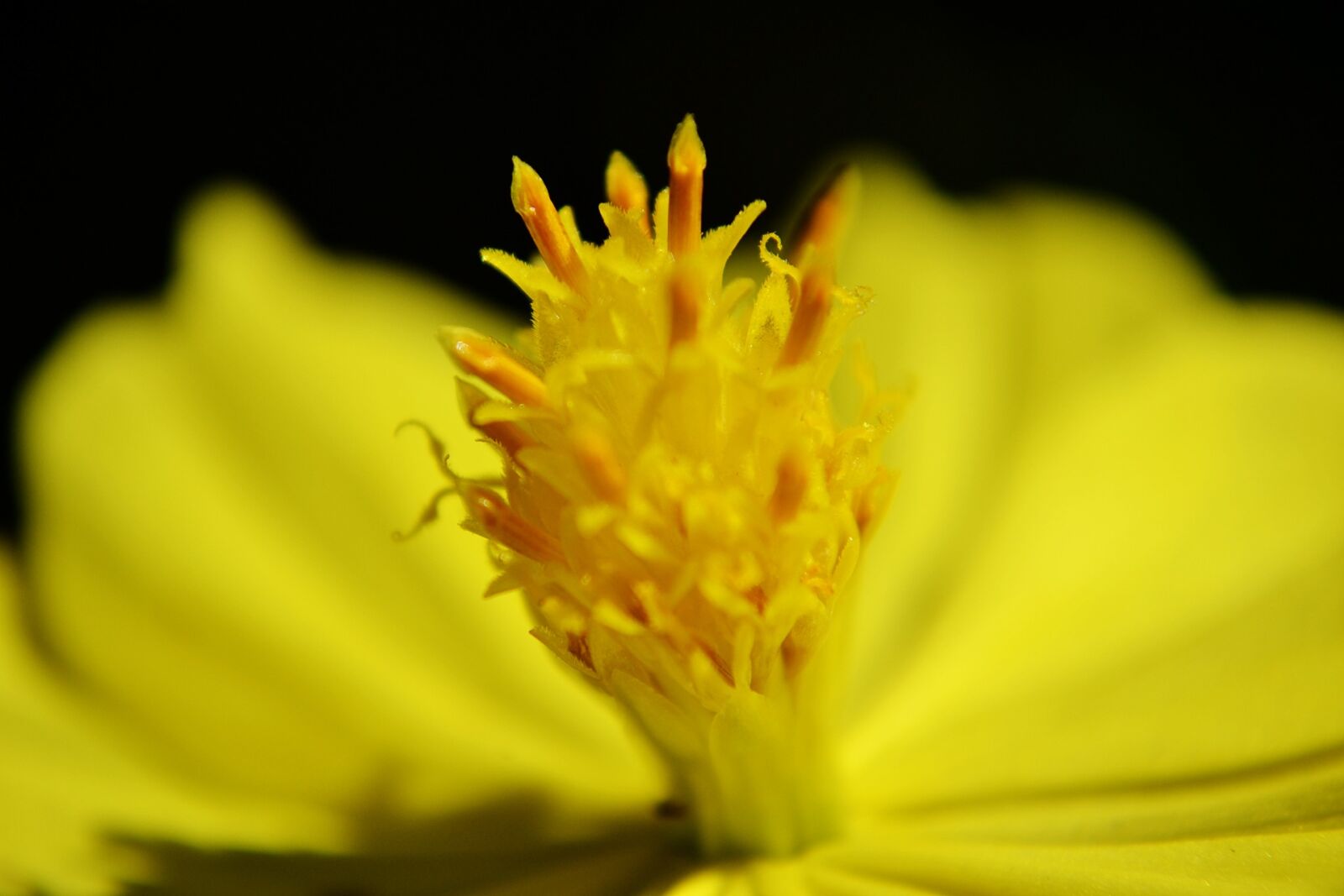 Nikon D3100 sample photo. Flower, center of a photography