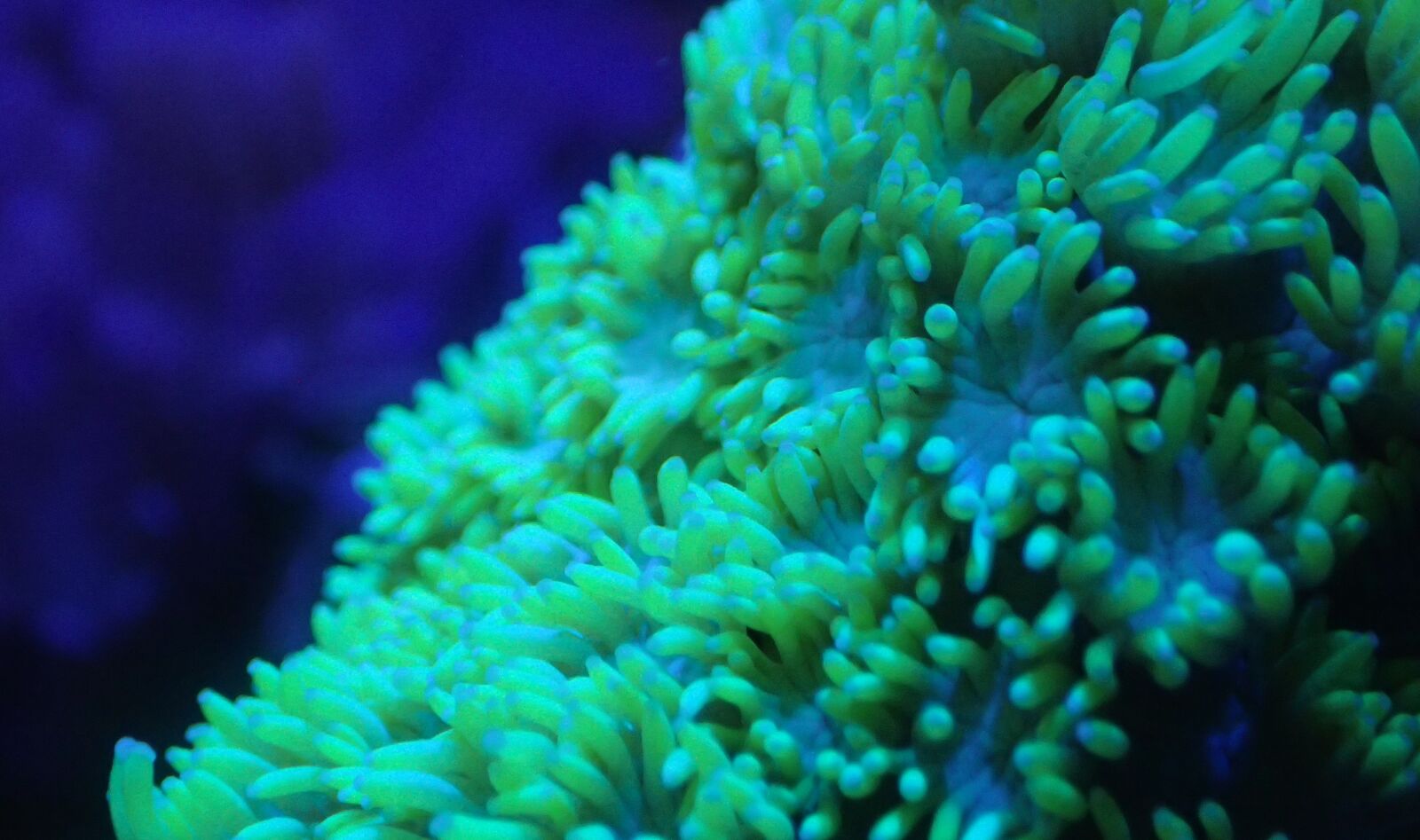 Olympus TG-3 sample photo. Coral, goniopora, sea water photography