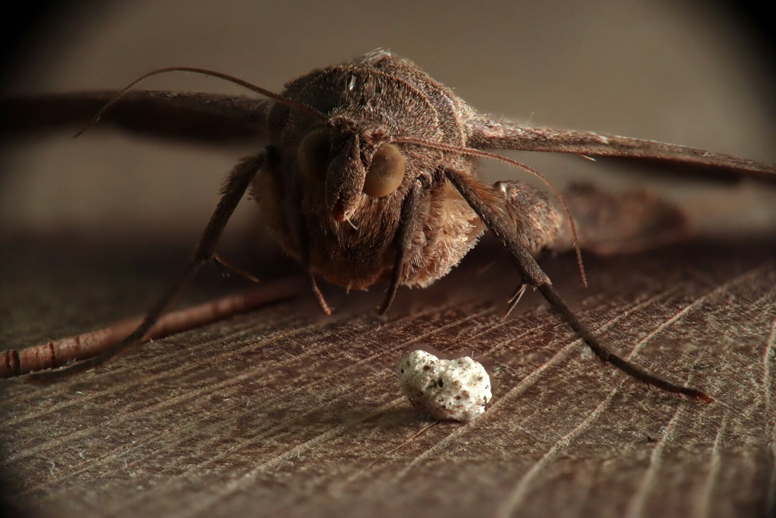 Canon EOS M50 (EOS Kiss M) sample photo. Moth, plague, insect photography