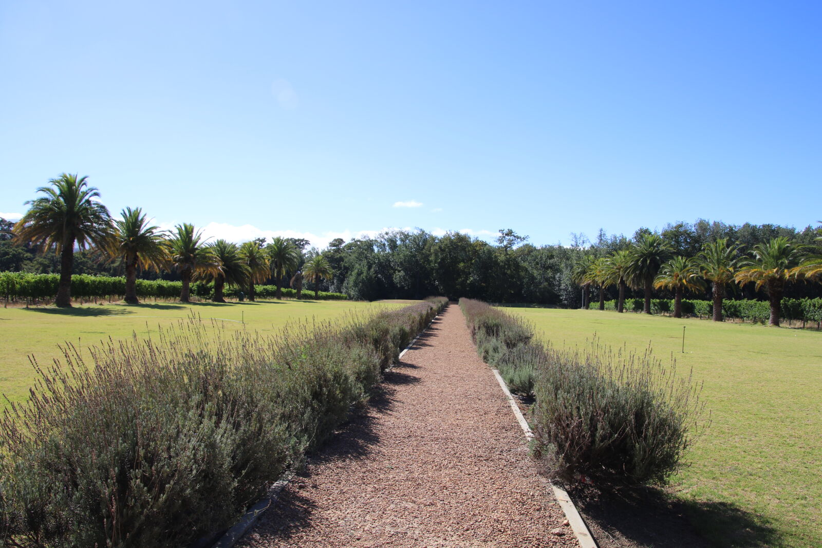 Canon EOS 7D Mark II sample photo. Blue, sky, lavender, palm photography