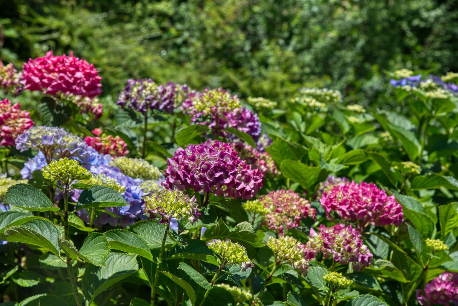Nikon D750 sample photo. Hydrangeas, hydrangea, hydrangeaceae photography