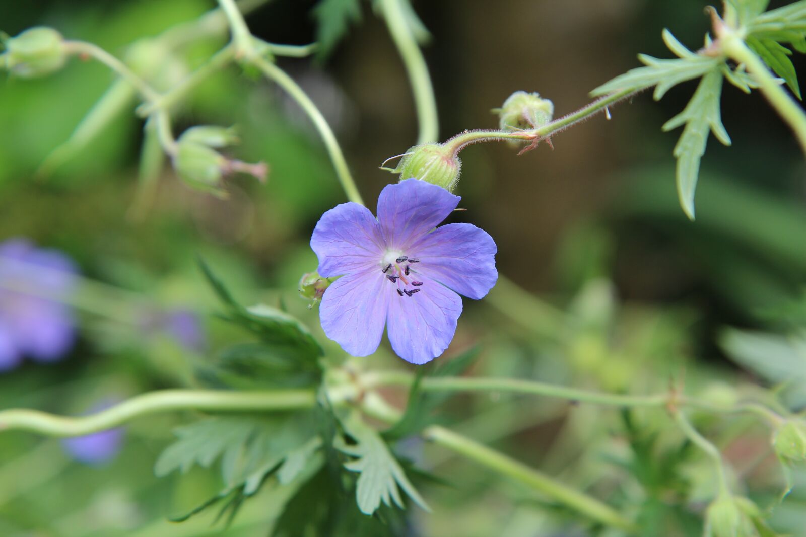 Canon EOS 600D (Rebel EOS T3i / EOS Kiss X5) sample photo. Geranium wild, purple flower photography
