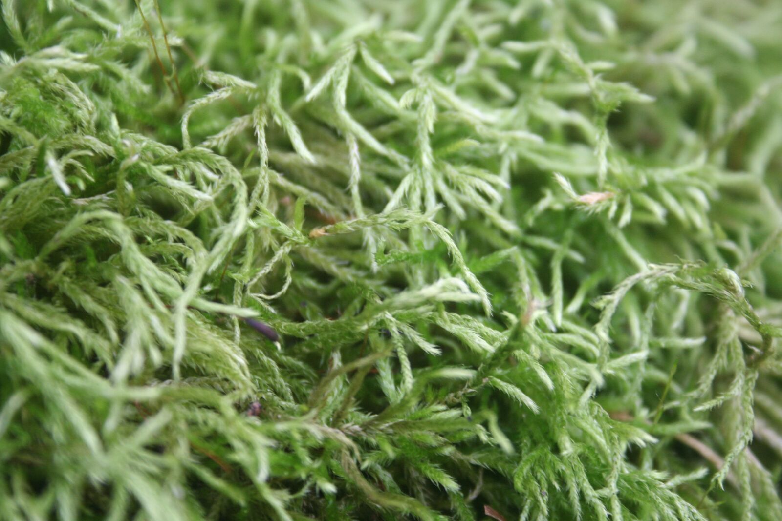 Canon EOS 350D (EOS Digital Rebel XT / EOS Kiss Digital N) sample photo. Moss, texture, nature photography