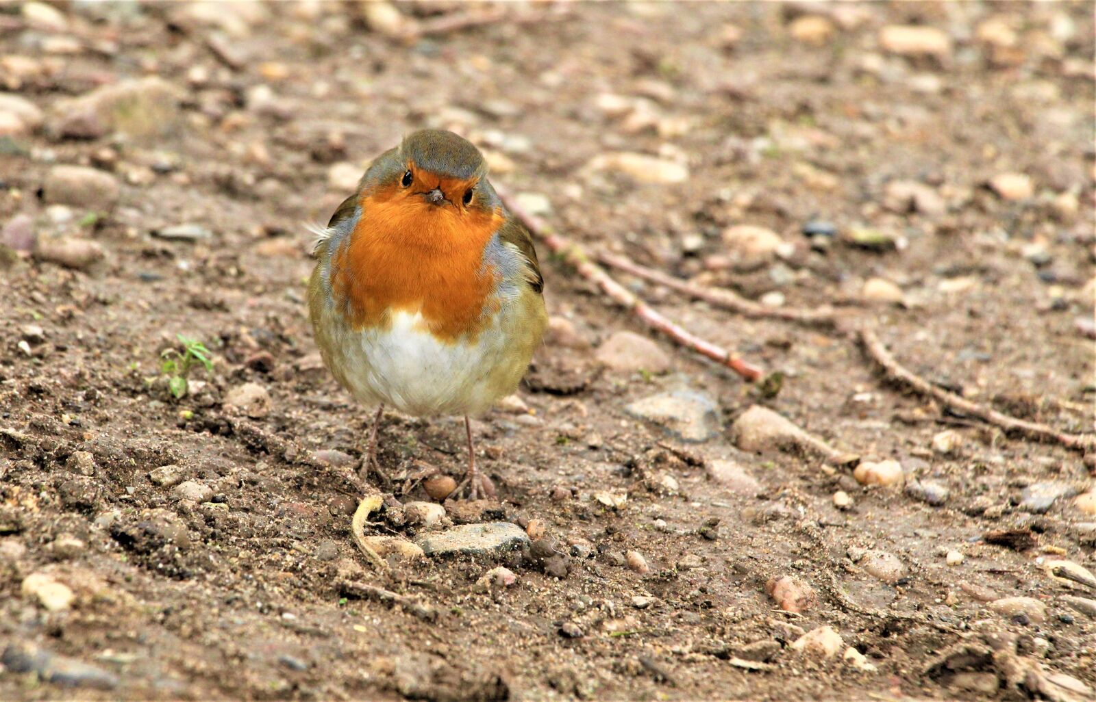 Canon EOS 4000D (EOS Rebel T100 / EOS 3000D) sample photo. Robin, robin redbreast, close photography