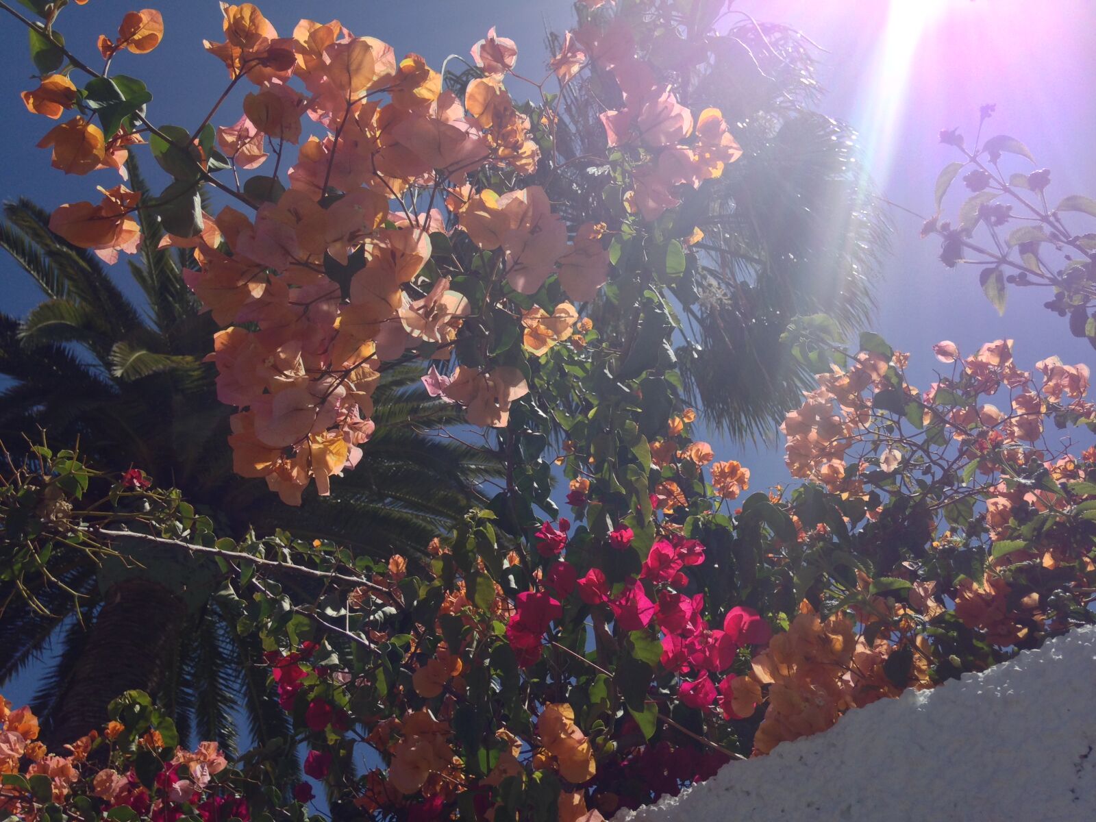 iPhone 5c back camera 4.12mm f/2.4 sample photo. Beautiful, flowers, blue, sky photography