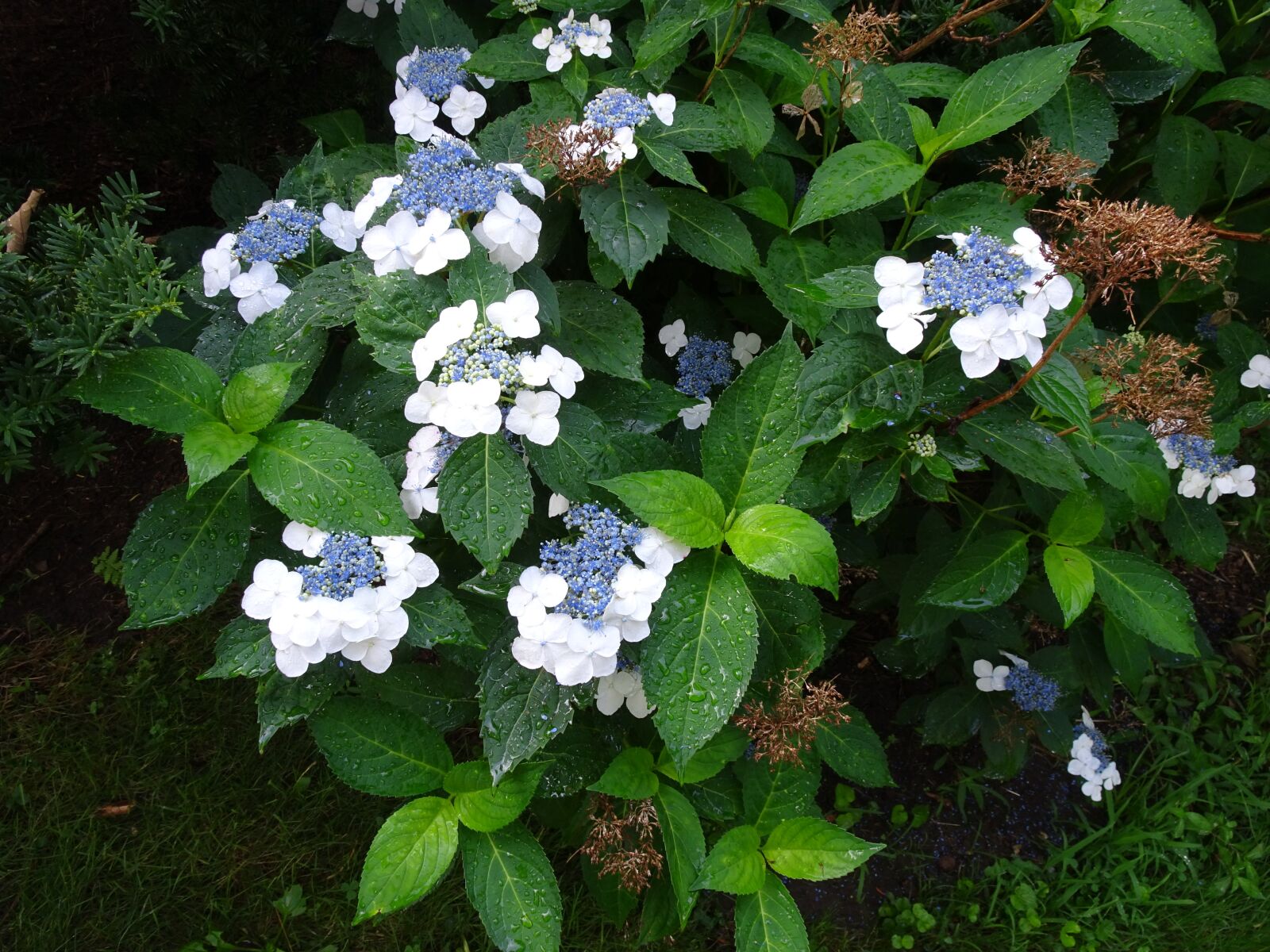 Sony Cyber-shot DSC-HX90V sample photo. Flowering bush, white, nature photography
