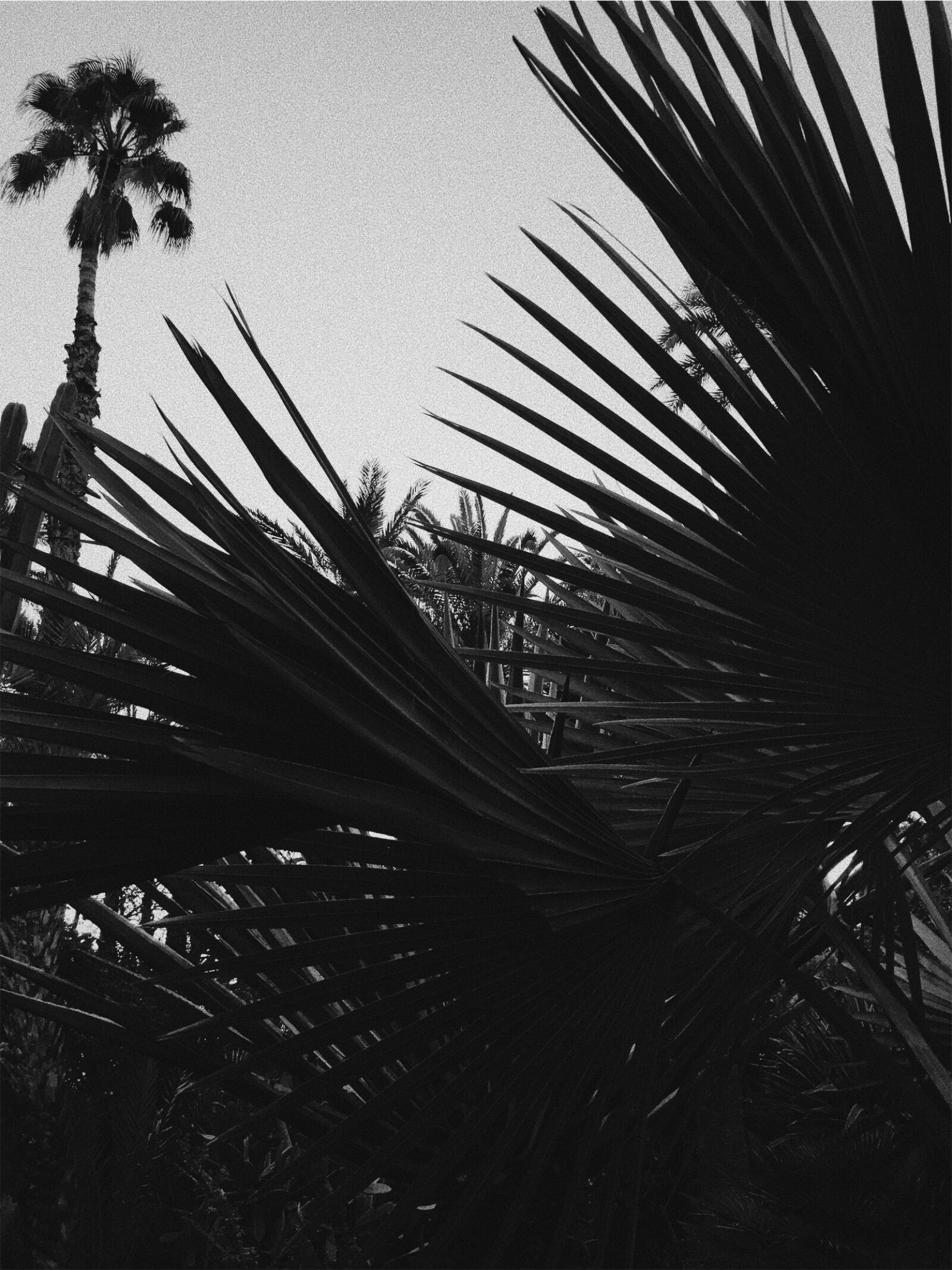 iPhone 6s Plus back camera 4.15mm f/2.2 sample photo. Marrakesh, palm, trees photography