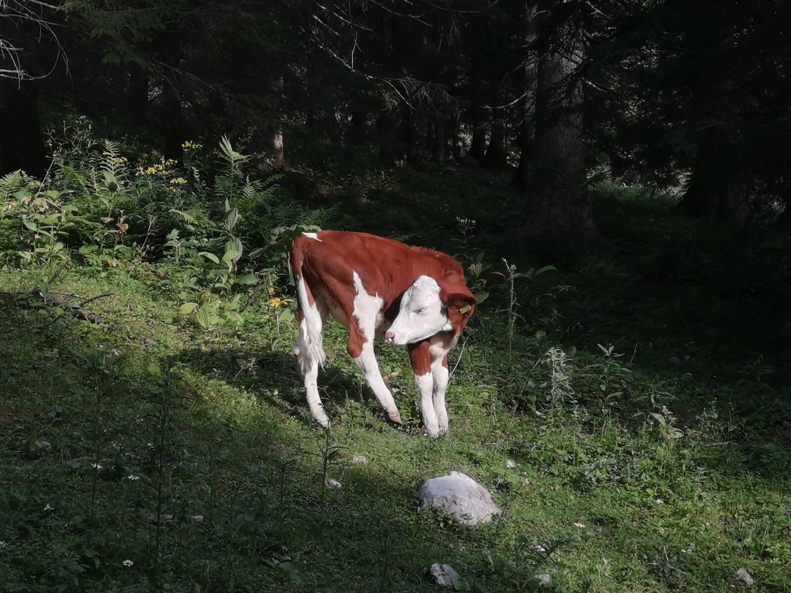 HUAWEI HMA-L29 sample photo. Cow, calf, animal photography