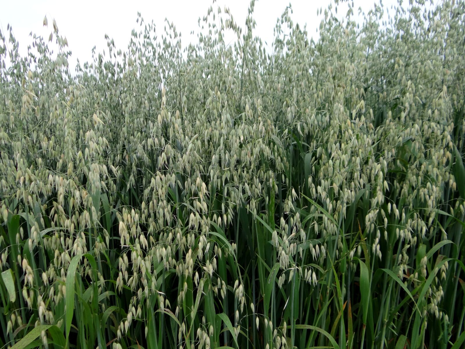 Sony Cyber-shot DSC-HX100V sample photo. Oats, cereals, green photography