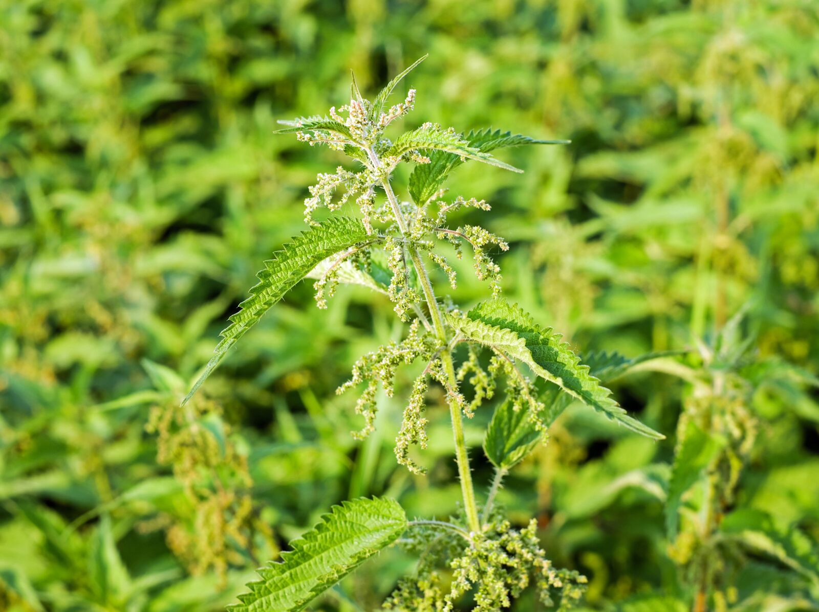 Fujifilm X-T10 + Fujifilm XF 35mm F1.4 R sample photo. Stinging nettle, leaves, burning photography