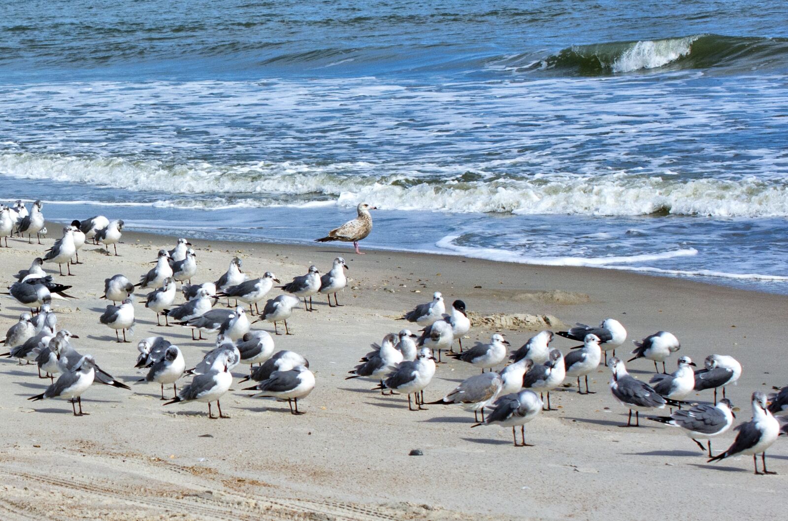 Nikon D7100 sample photo. Bird, sea, seagulls photography