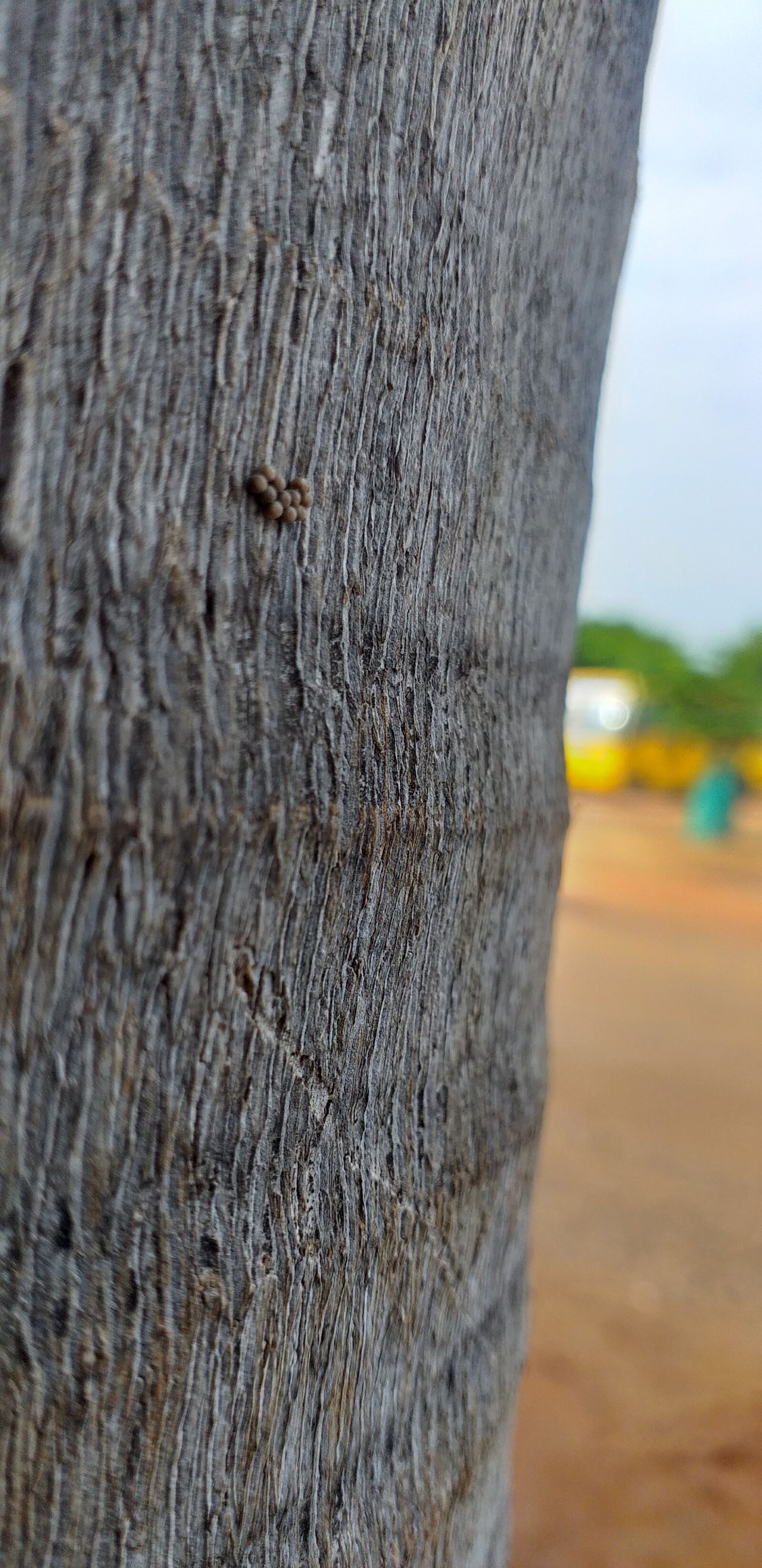 Samsung Galaxy J6+ sample photo. Tree, nature, naturelove photography