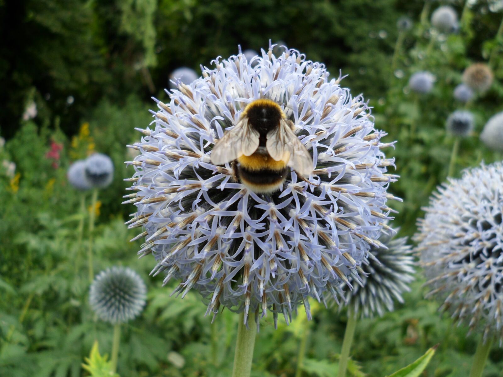 Samsung ST90,ST91 / VLUU ST90,ST91 sample photo. Bee, flowers, bumble photography