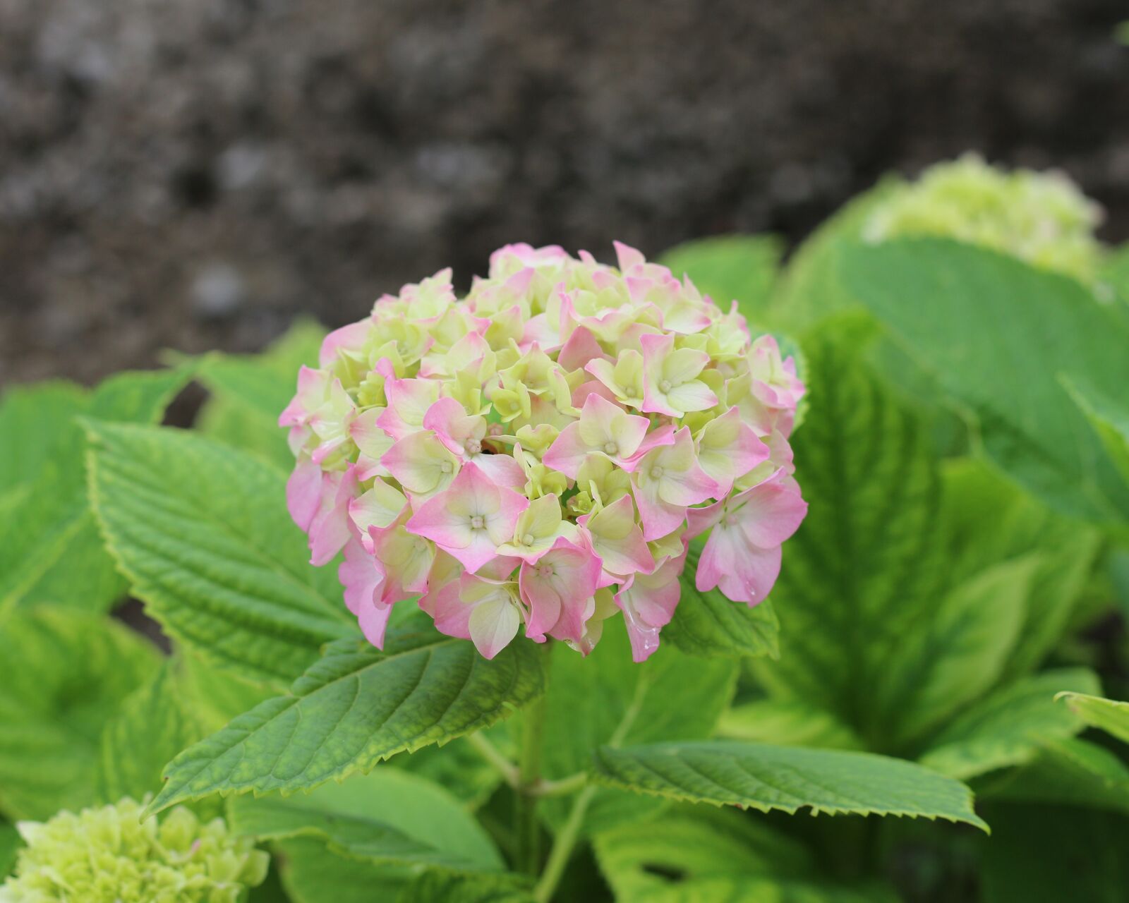 Canon EOS 700D (EOS Rebel T5i / EOS Kiss X7i) sample photo. Hydrangea, flowers, nature photography
