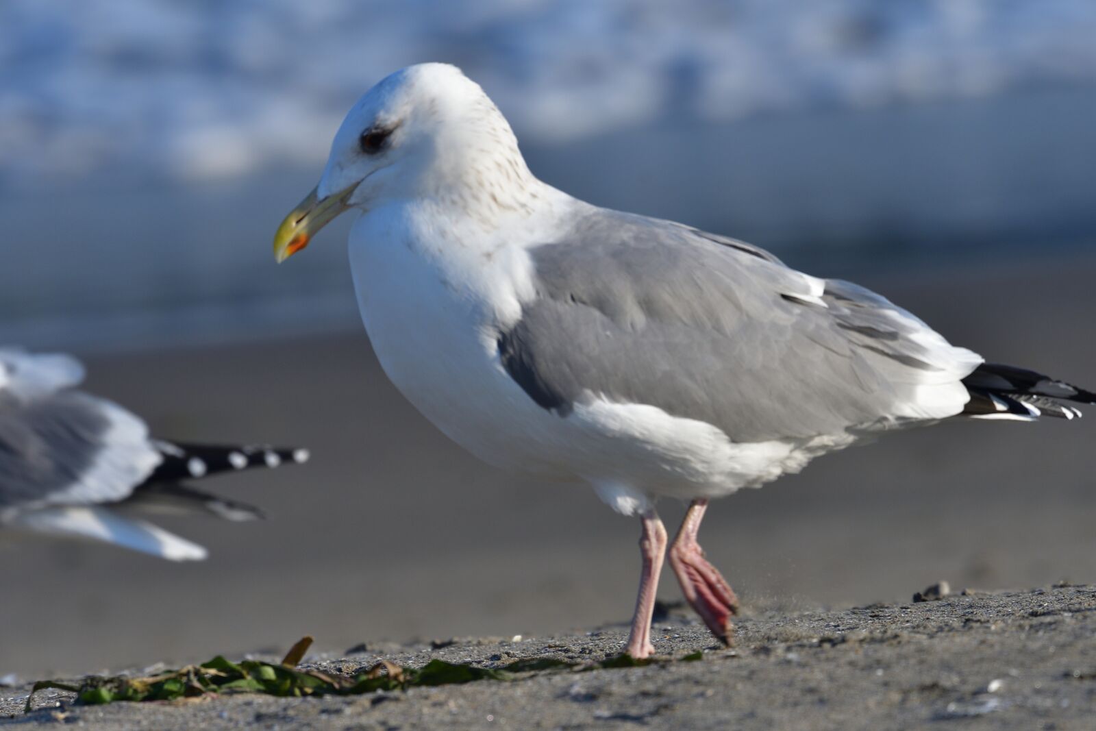 Nikon D500 sample photo. Waters, bird, natural photography