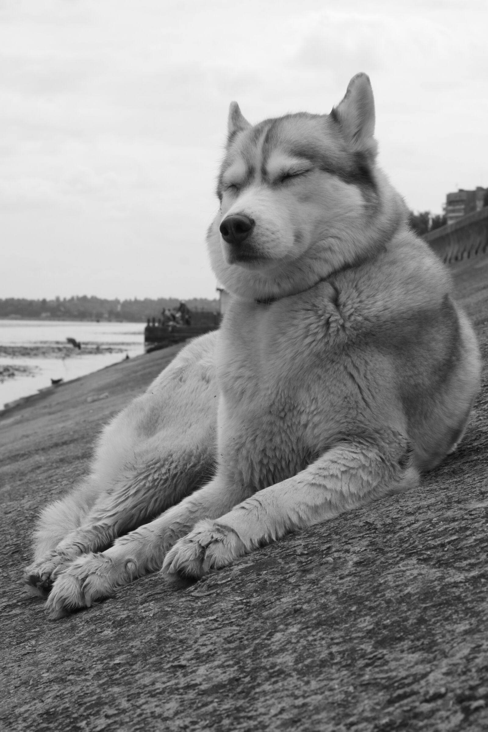 Canon EOS 50D sample photo. Husky, water, dream photography