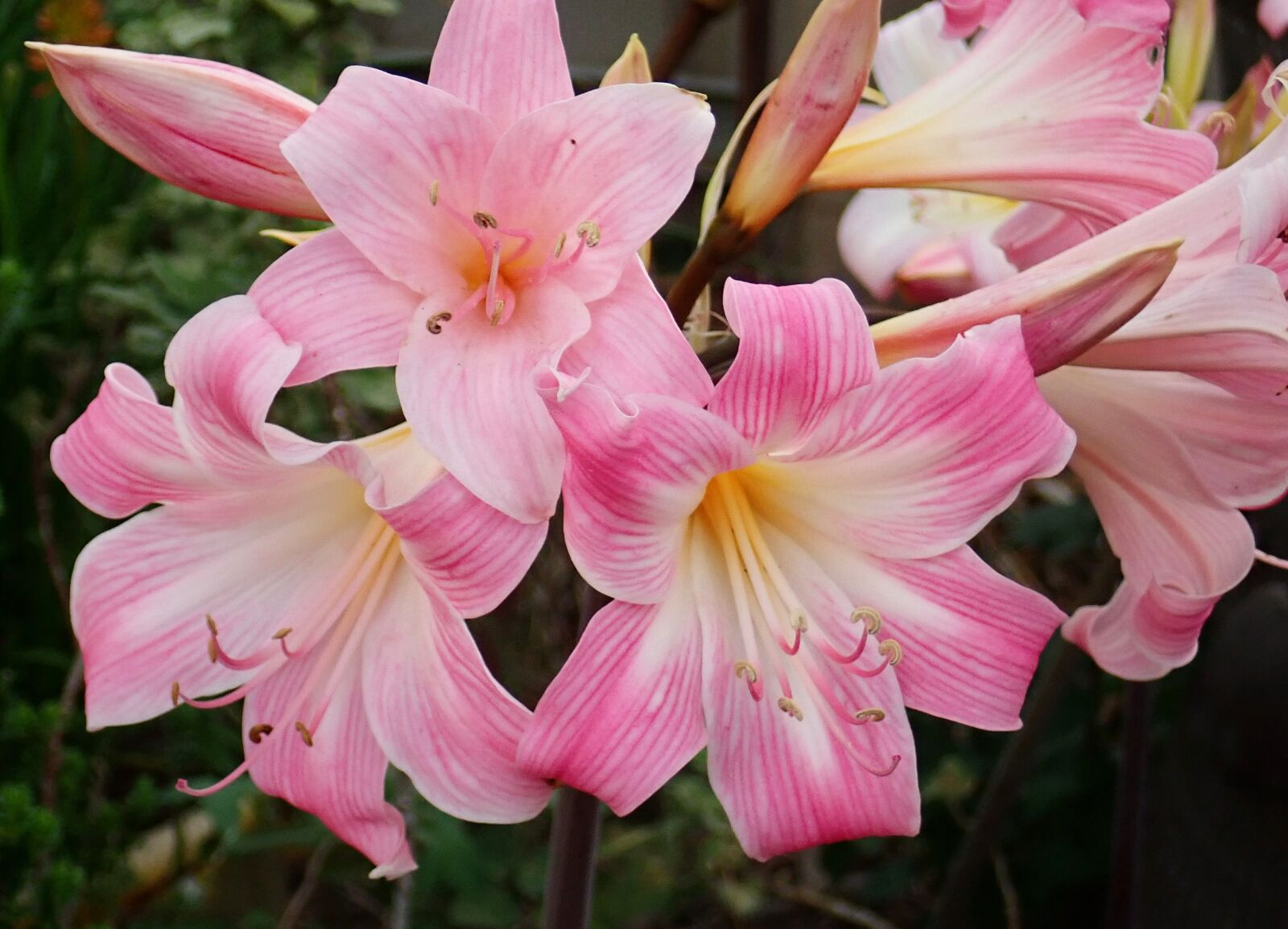 Olympus TG-5 sample photo. Easter lily, pink, belladonna photography