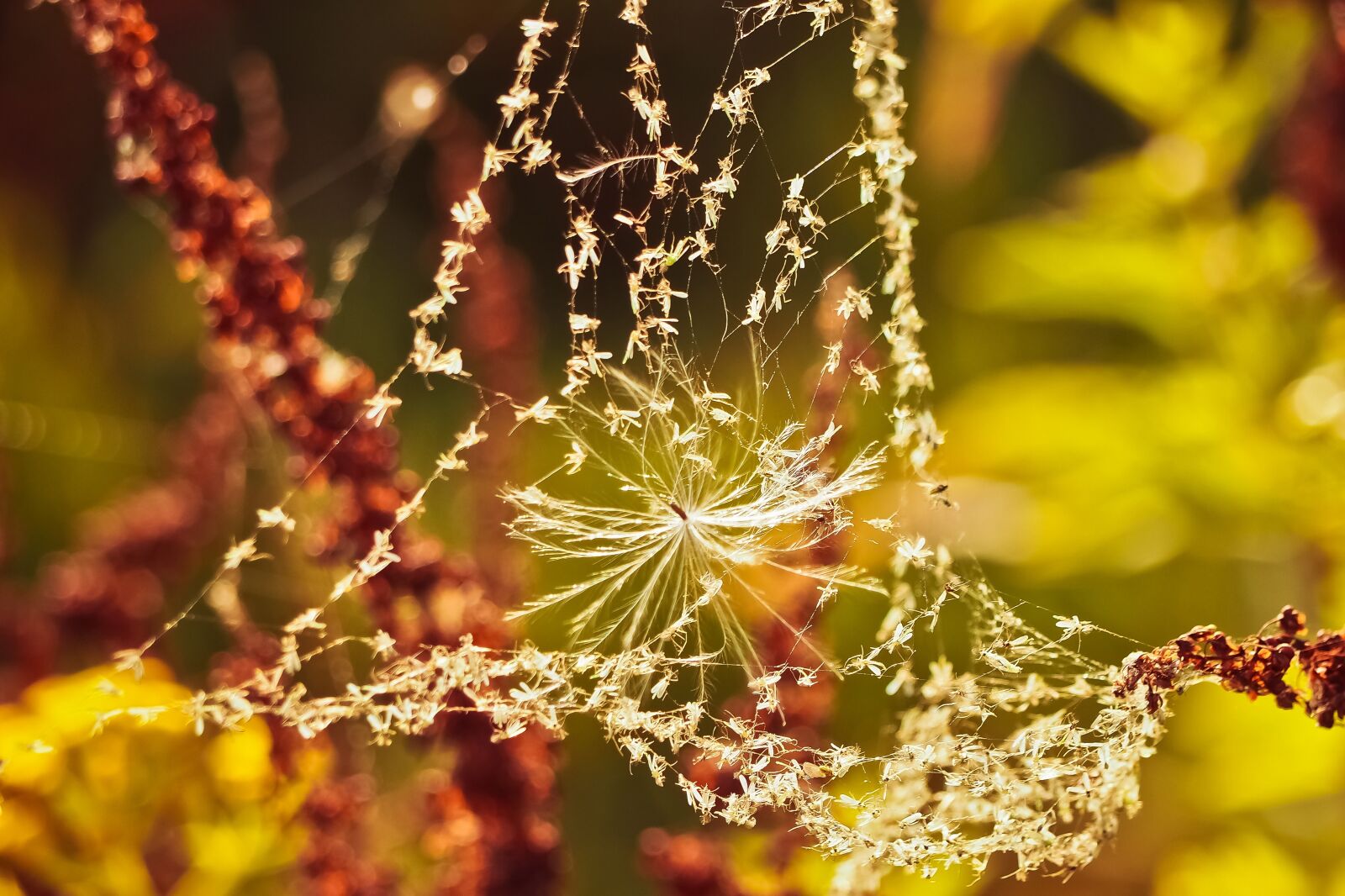 Olympus OM-D E-M10 sample photo. Nature, cobweb, web photography