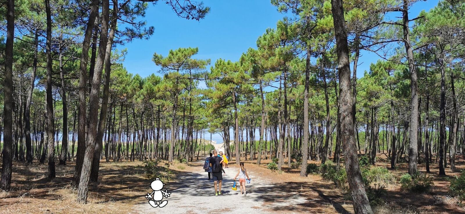 HUAWEI VOG-L29 sample photo. Wild side, pine trees photography