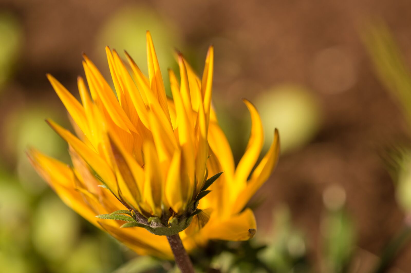 TAMRON SP 180mm F3.5 Di MACRO 1:1 B01N sample photo. Flowers, nature, summer photography