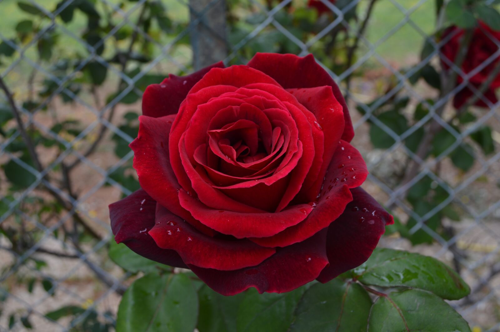 Nikon D3200 sample photo. Rose, flowers, red photography
