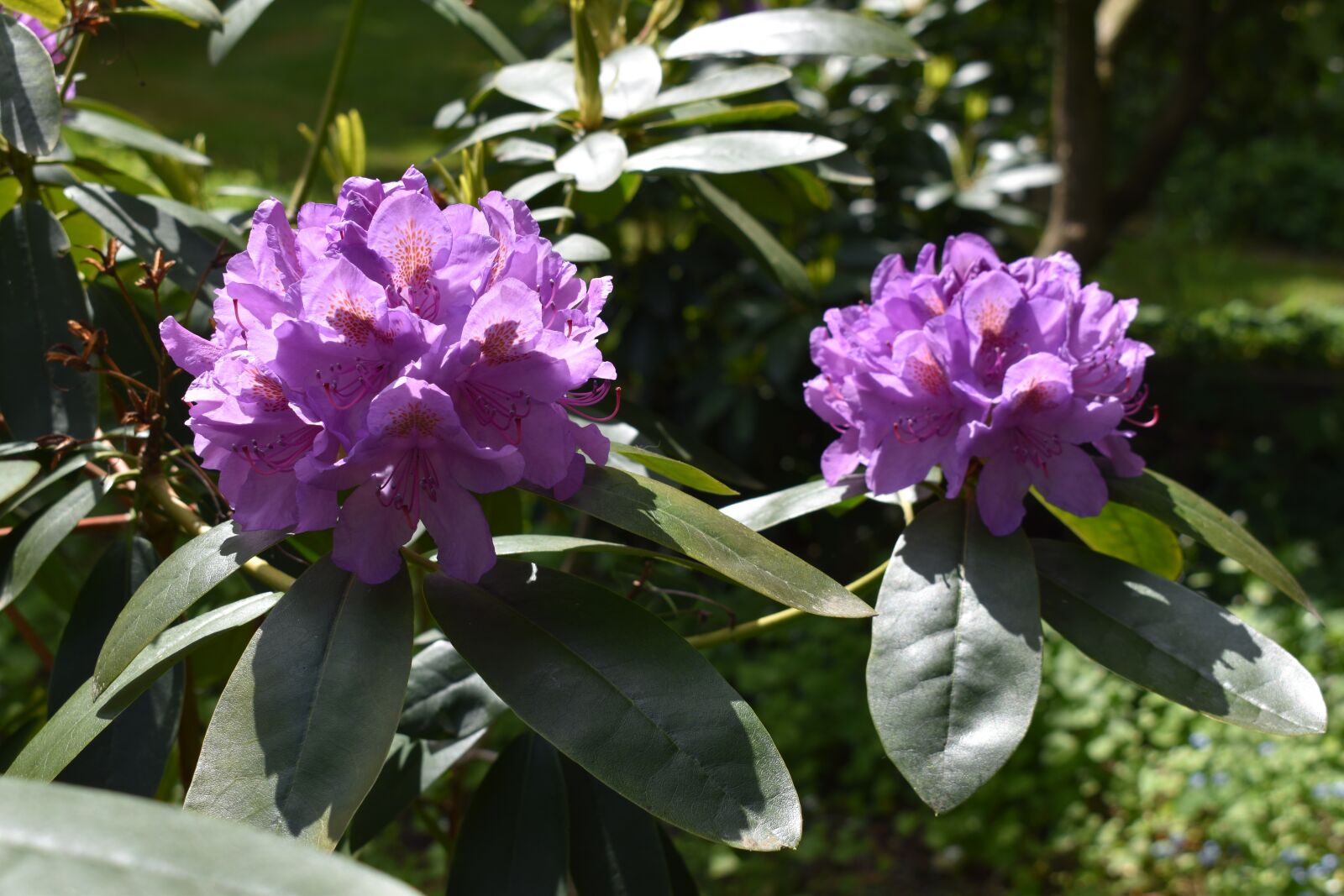 Nikon D3500 sample photo. Flowers, nature, spring photography