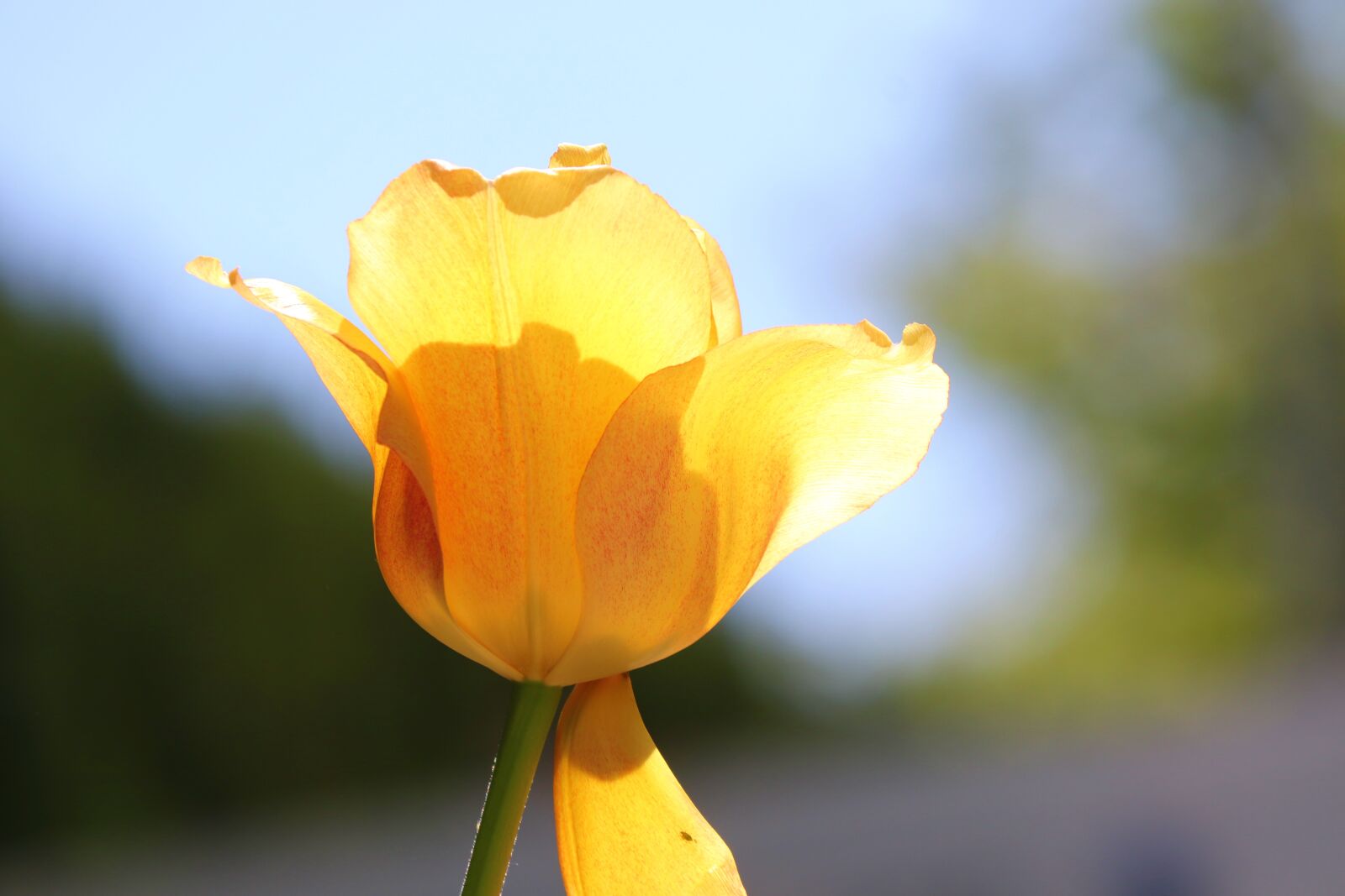 Canon EOS 200D (EOS Rebel SL2 / EOS Kiss X9) sample photo. Tulip, blossom, bloom photography