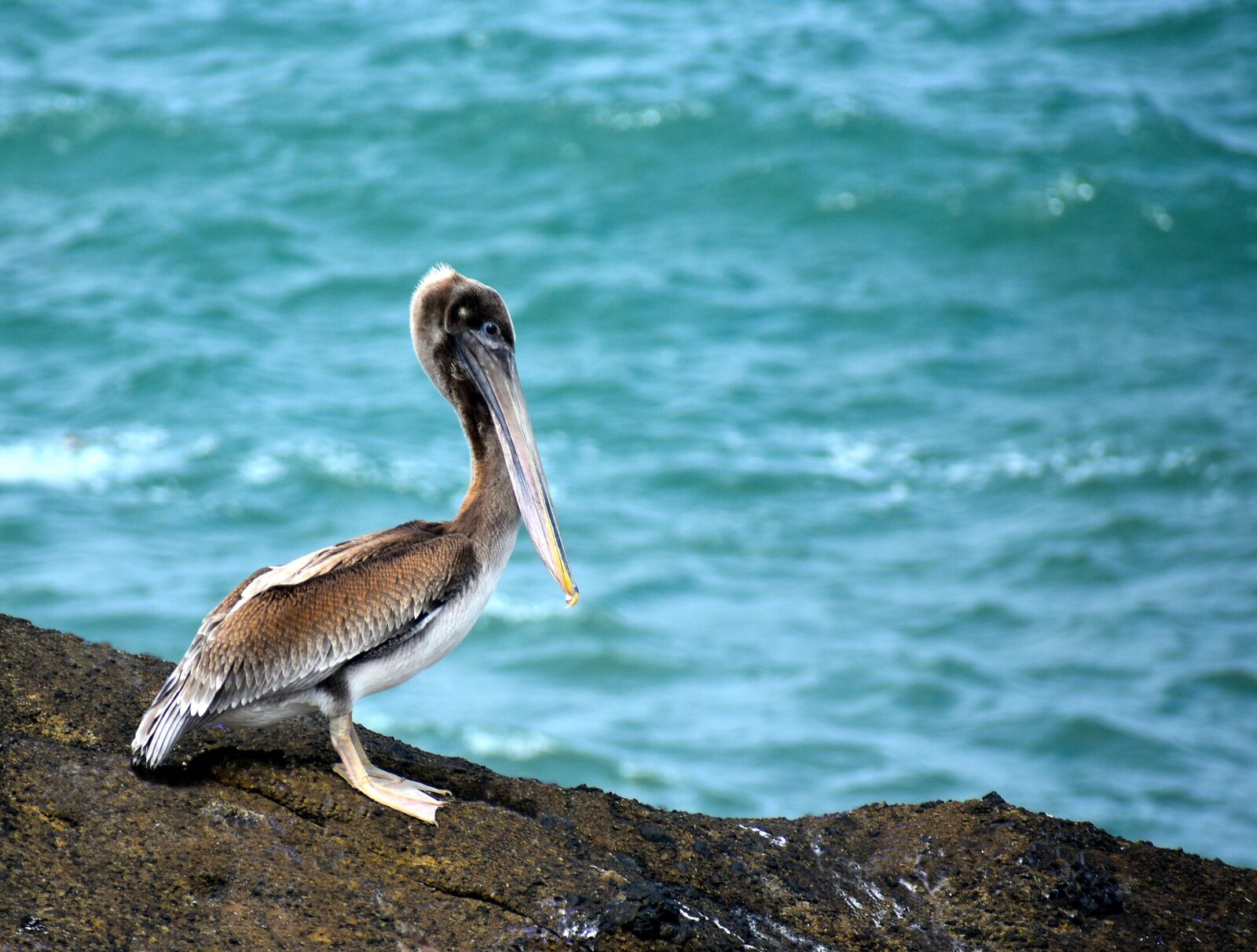 Nikon D3400 sample photo. Pelican, coastal wildlife, bird photography