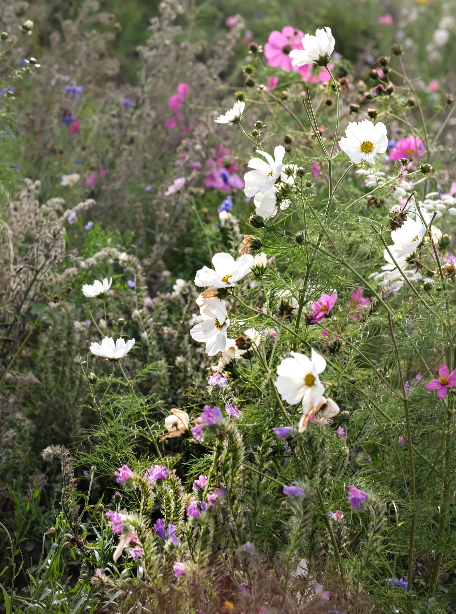 Fujifilm XF 56mm F1.2 R sample photo. Wildflower, flowers, garden photography